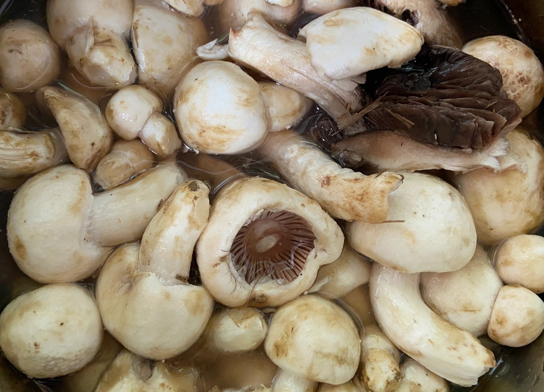 以致田里杂草丛生,居然长出了这种蘑菇.不知道是不是叫稻草菇?