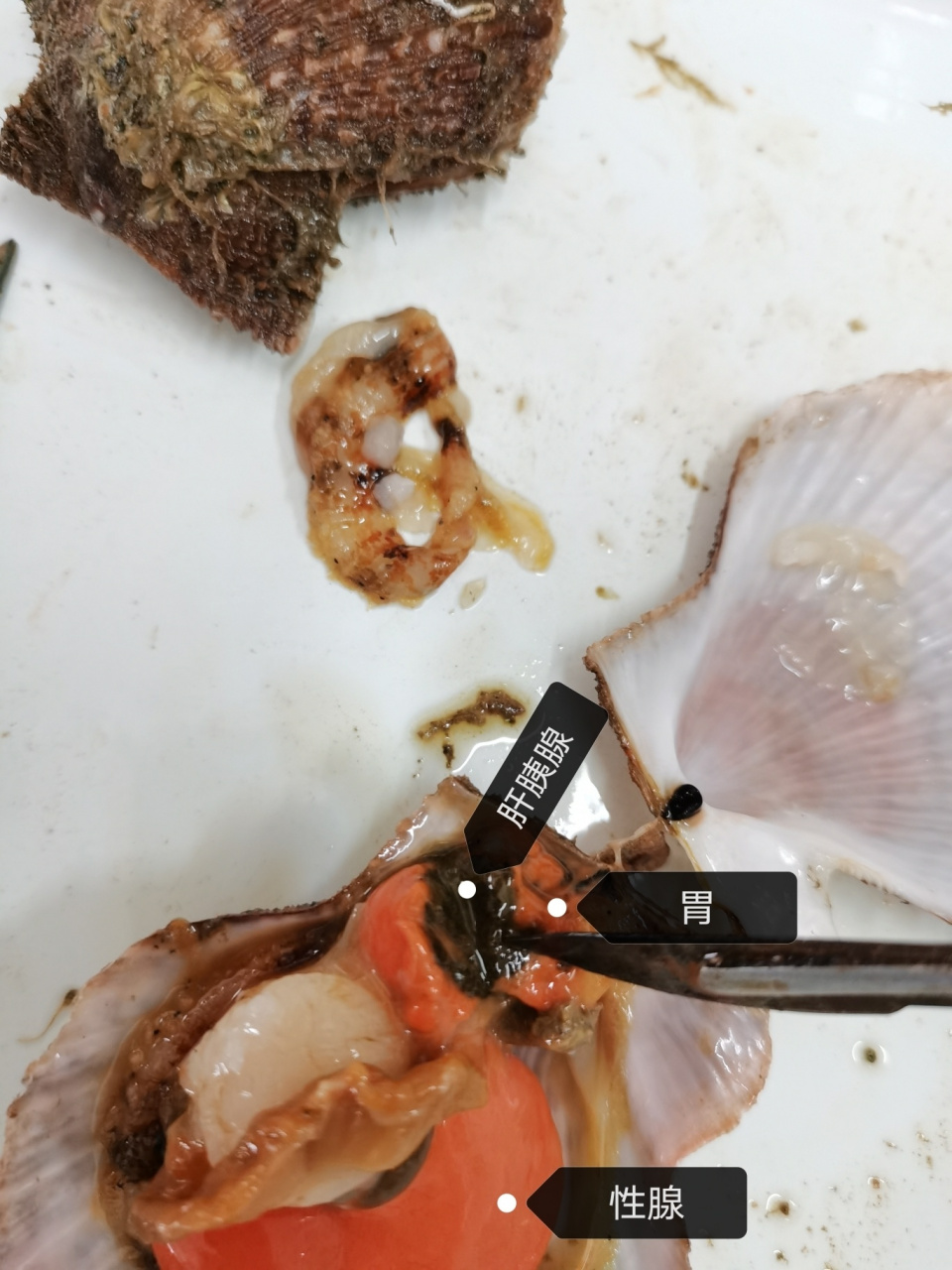 解剖紫贻贝,栉孔扇贝