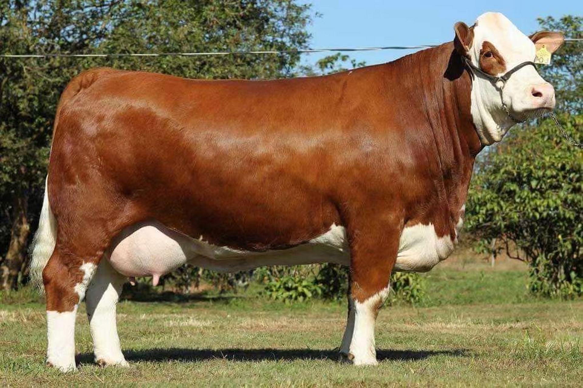 弗莱维赫杂交改良肉牛,这么说先马士也是弗莱维赫的后裔 91#改良