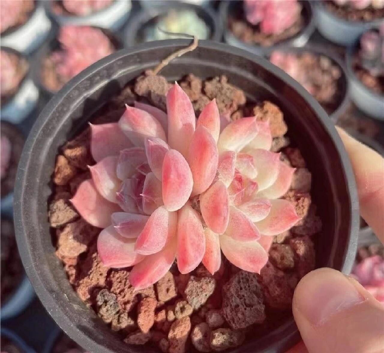 第81期|93冰魄|每天认识一种多肉