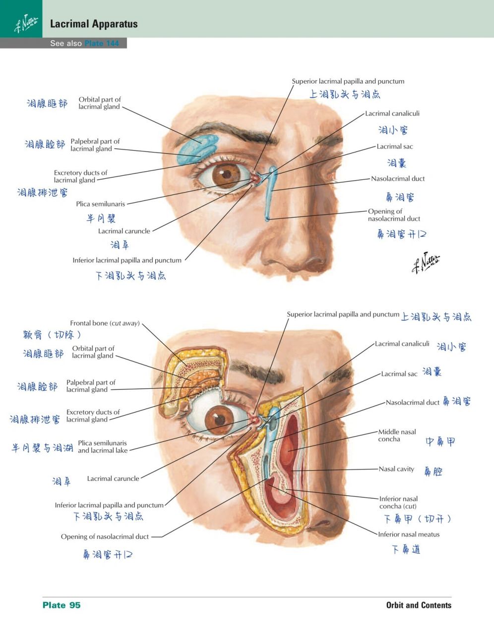 眼眶结构解剖图图片