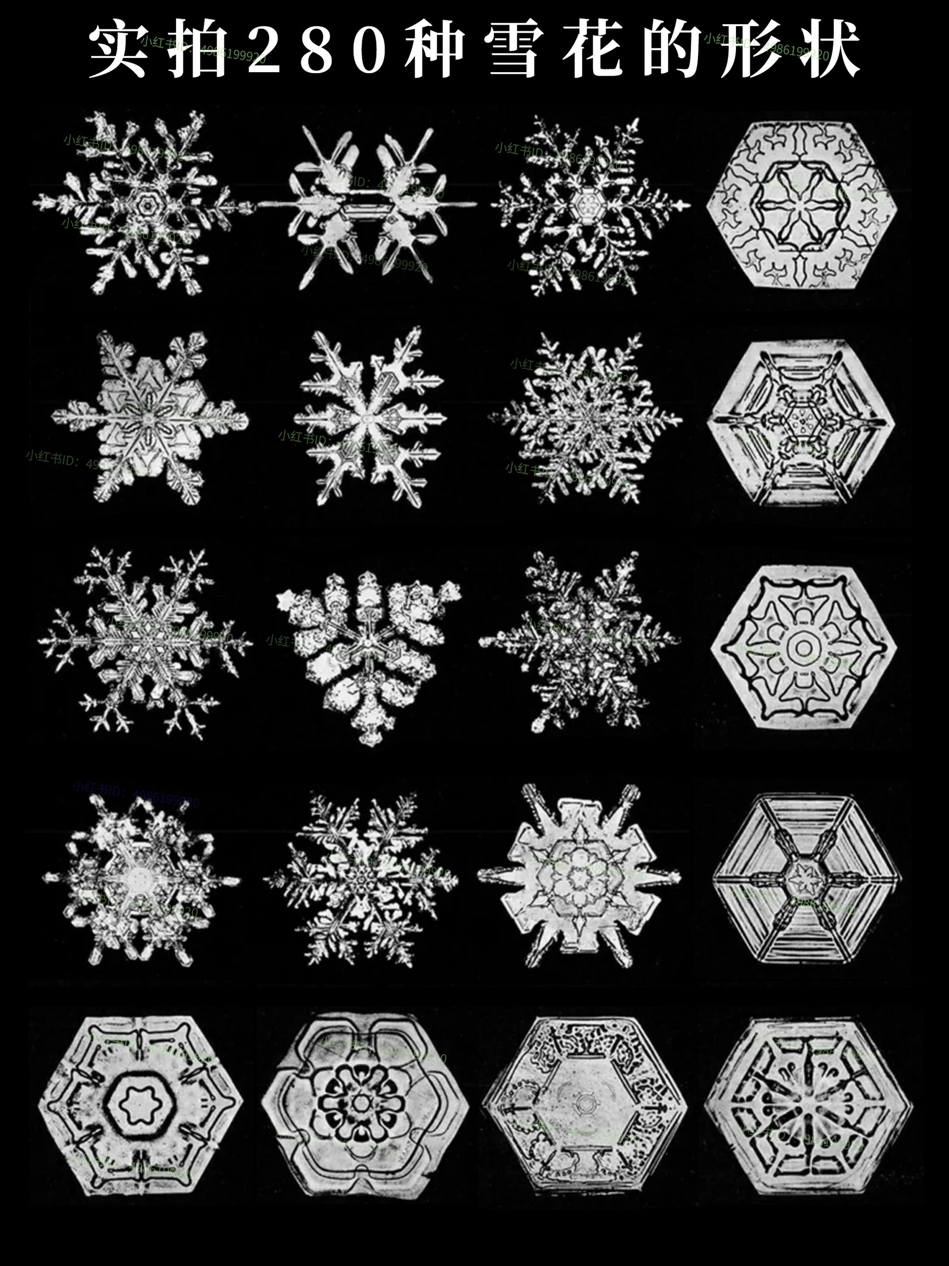 雪花图案作品图片