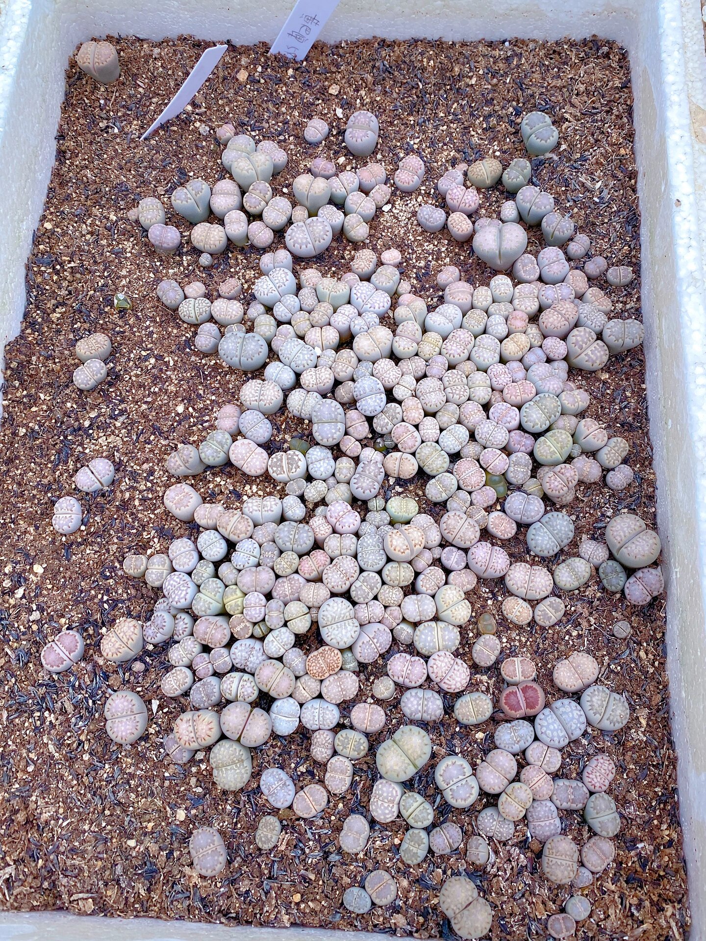 生石花基地批发 量大价优 黄巴黎 红大内  捷克宝石 菊化石 荒c262 荒