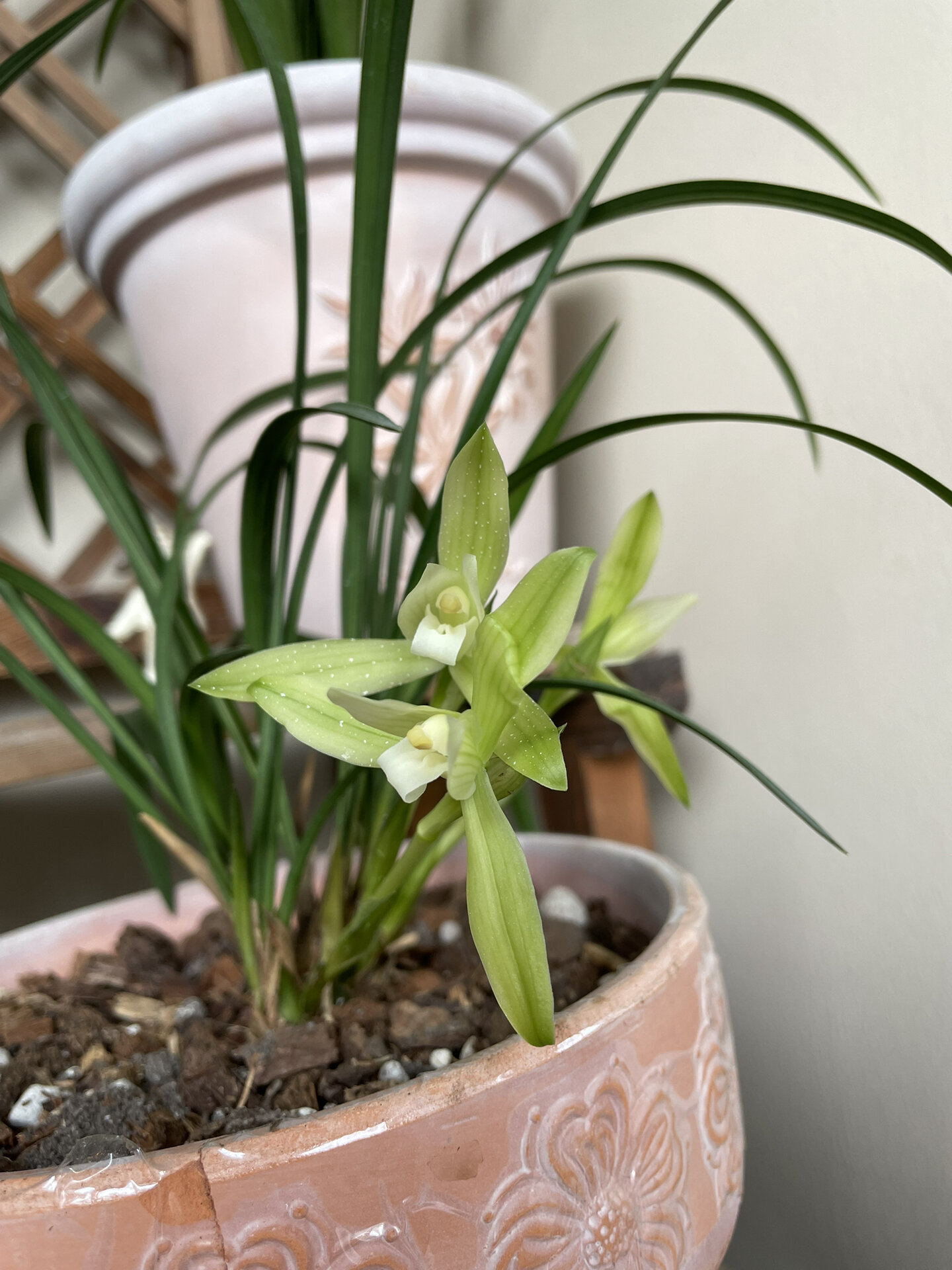 春兰|白雪冰心 养了好久总算开花了!