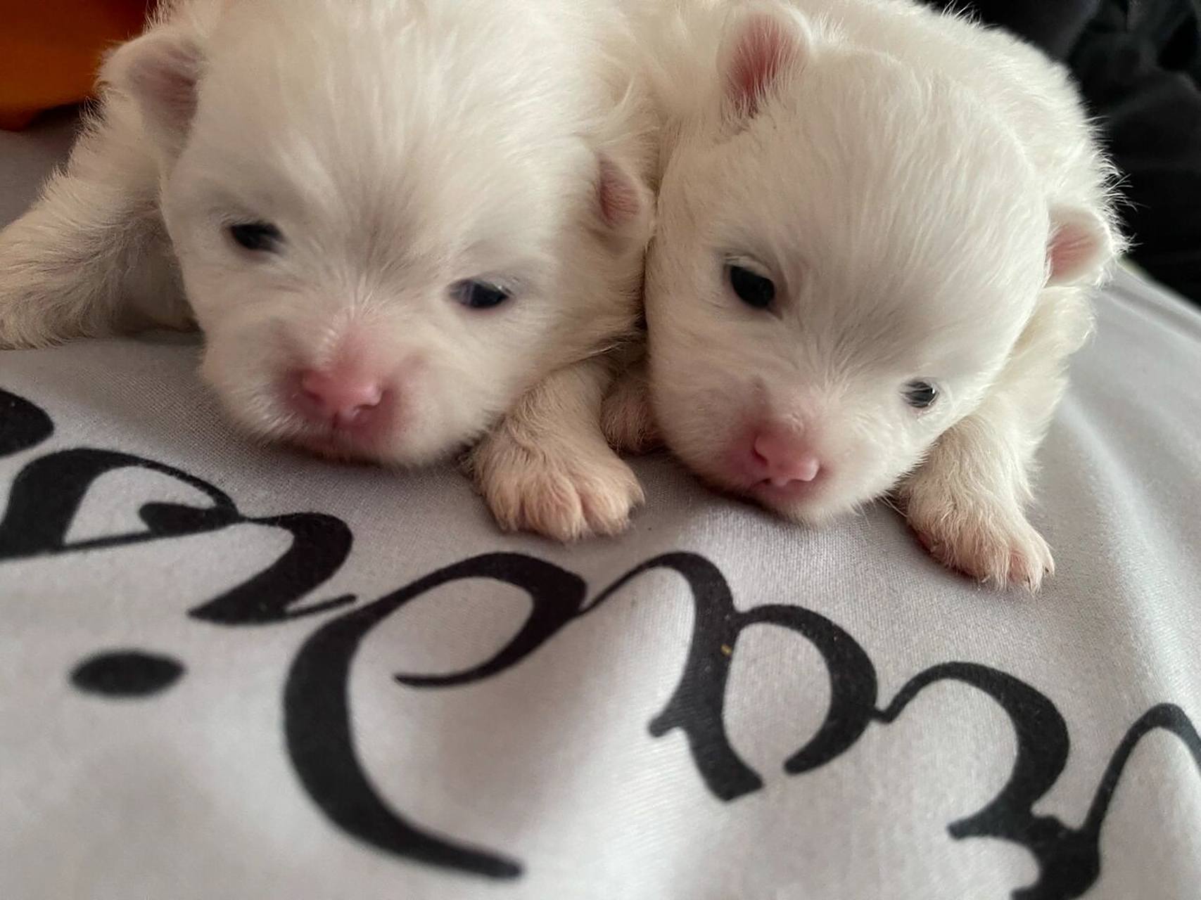 博美幼犬刚出生15天 天天睡姿真是没谁了