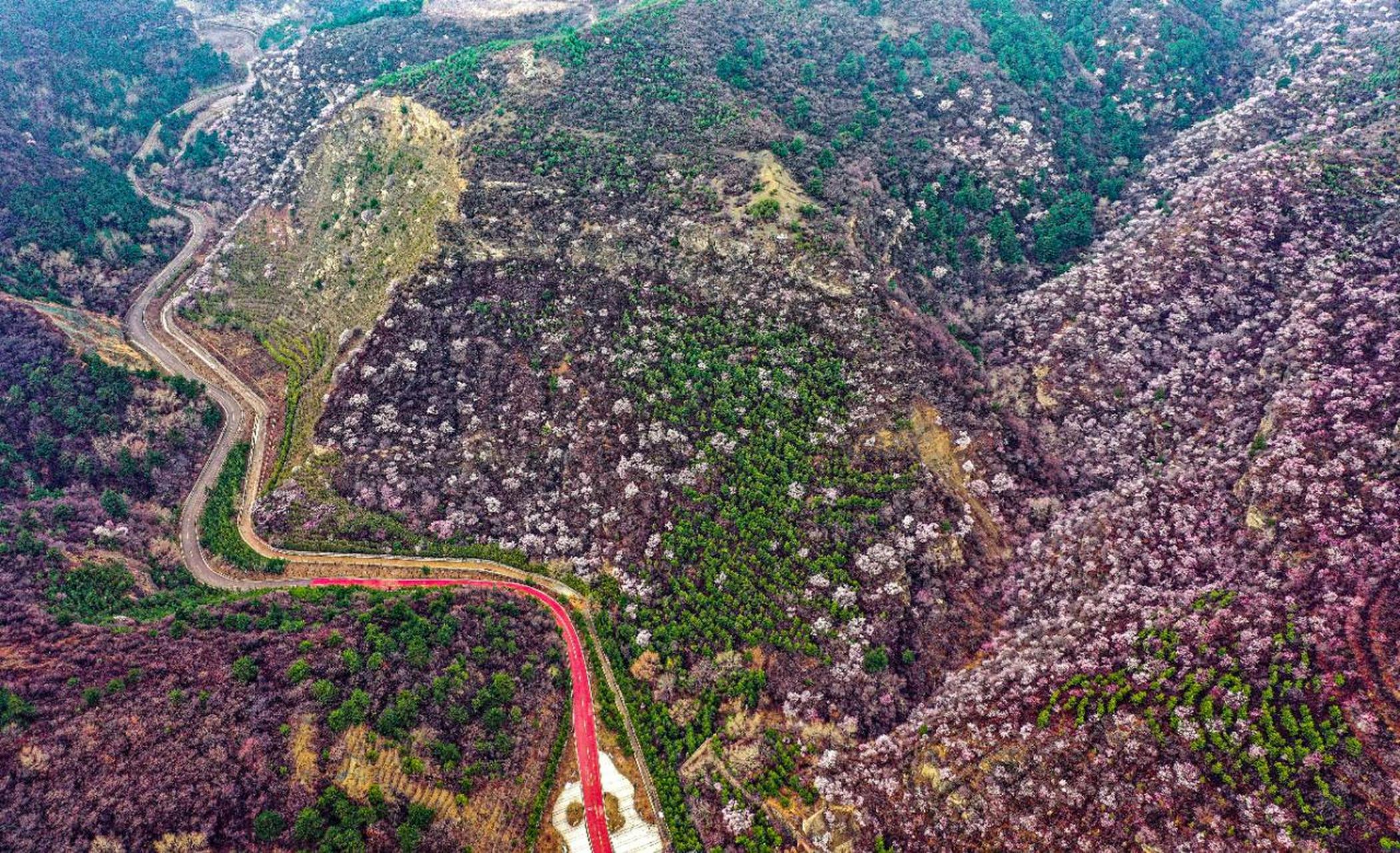 太原头条太原【桃花灼灼】4月8日,俯瞰万柏林区桃花沟风景区,漫山桃花