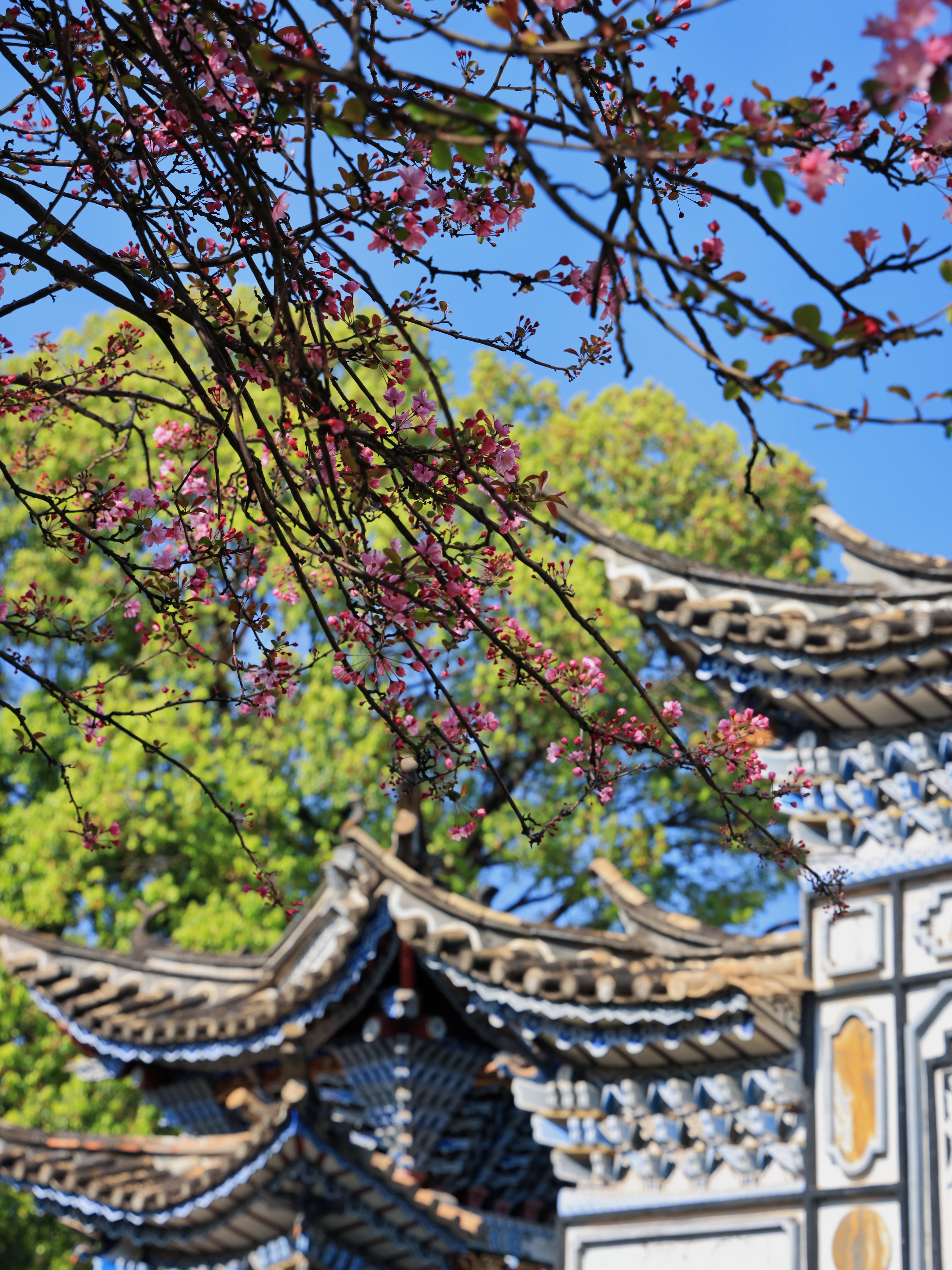 昆明西华园免费海棠花海,竟比圆通山更出片!
