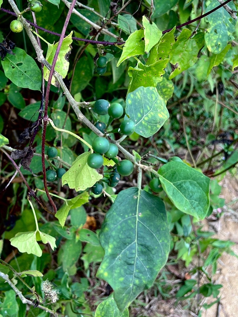 水茄嫁接茄子优缺点图片