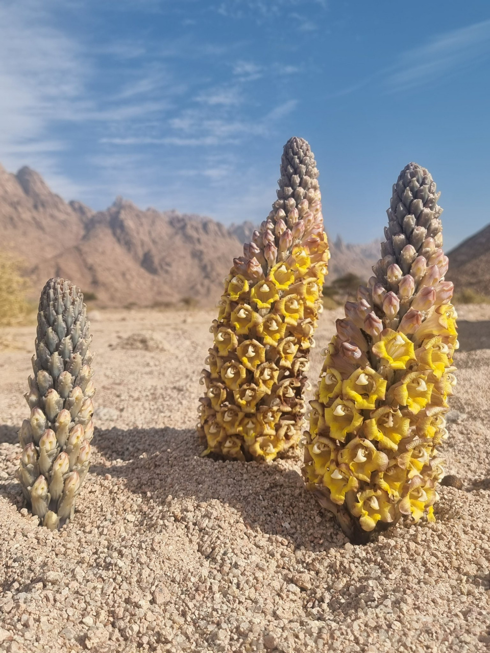 tubulosa 管状肉苁蓉 管花肉苁蓉是肉苁蓉属下的一种寄生植物,其种加