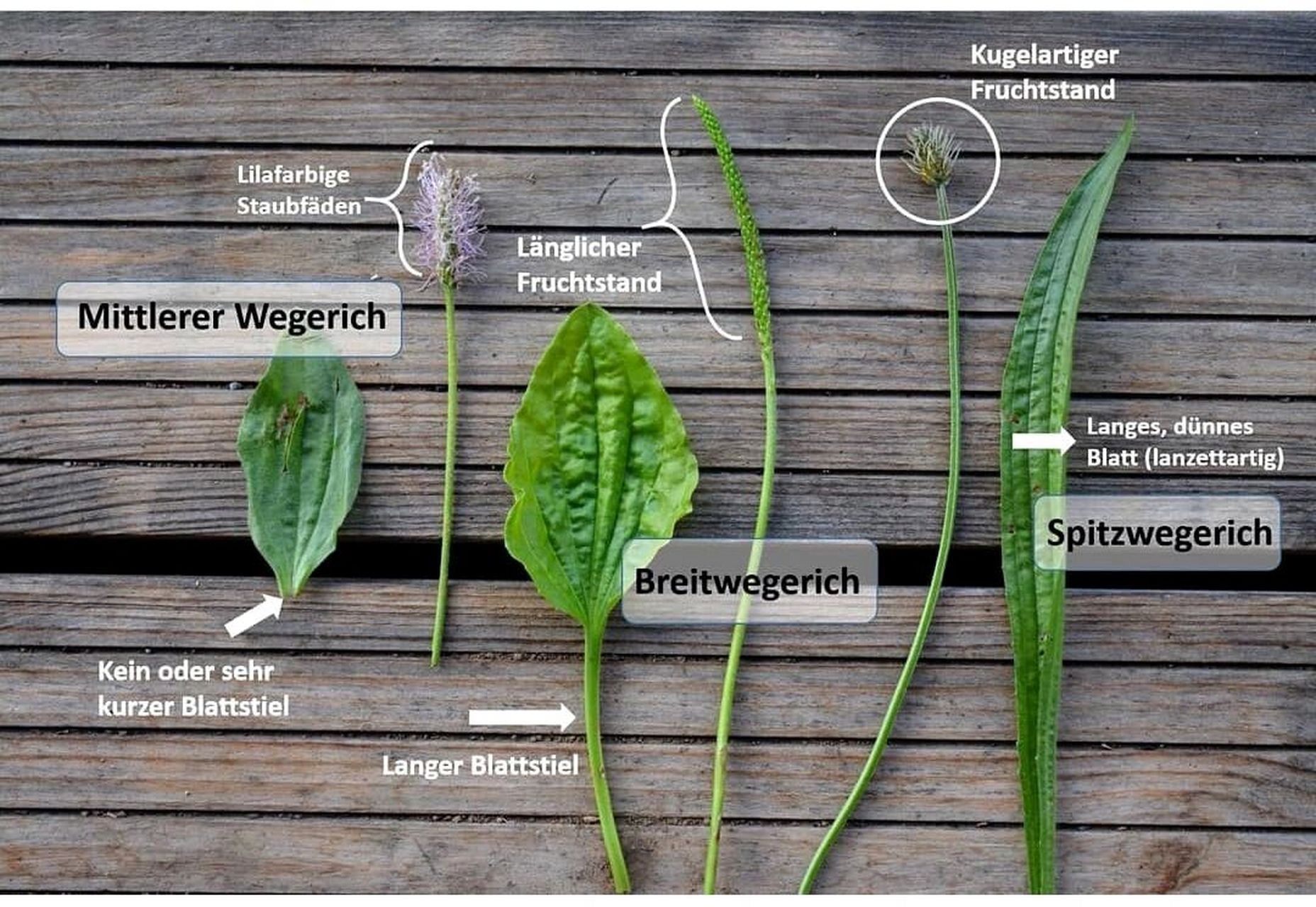 根据唯基百科,车前草属( plantago )约有 190 种.
