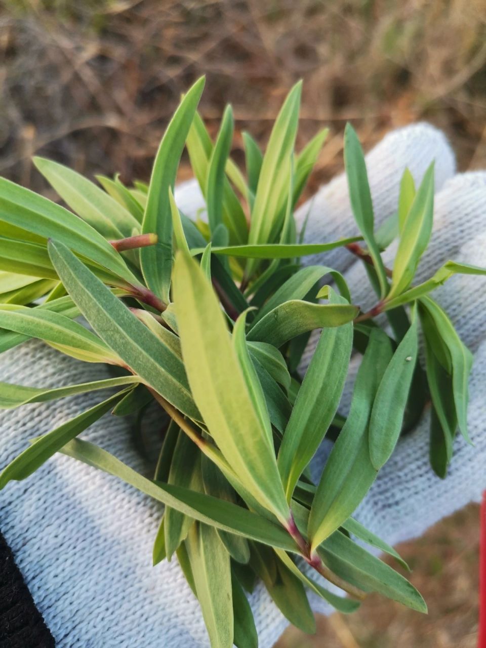 这个野菜太抢手…一个山坡十来个人lai 求做法 …山苜楂,山蚂蚱菜,山