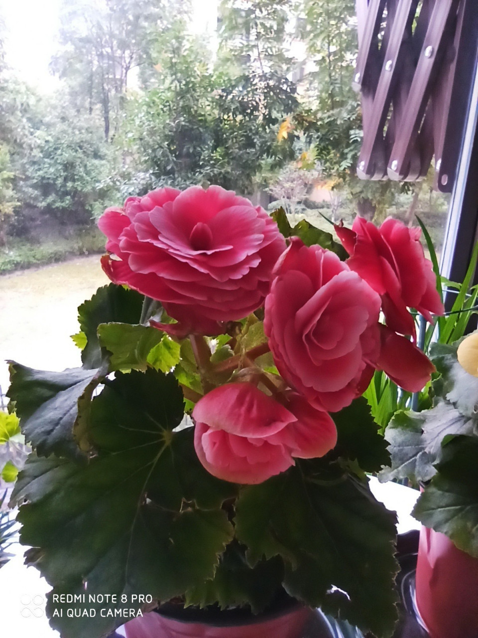 丽格海棠(玫瑰海棠)养护 适合秋冬季节封闭阳台,北阳台 适宜温度:15
