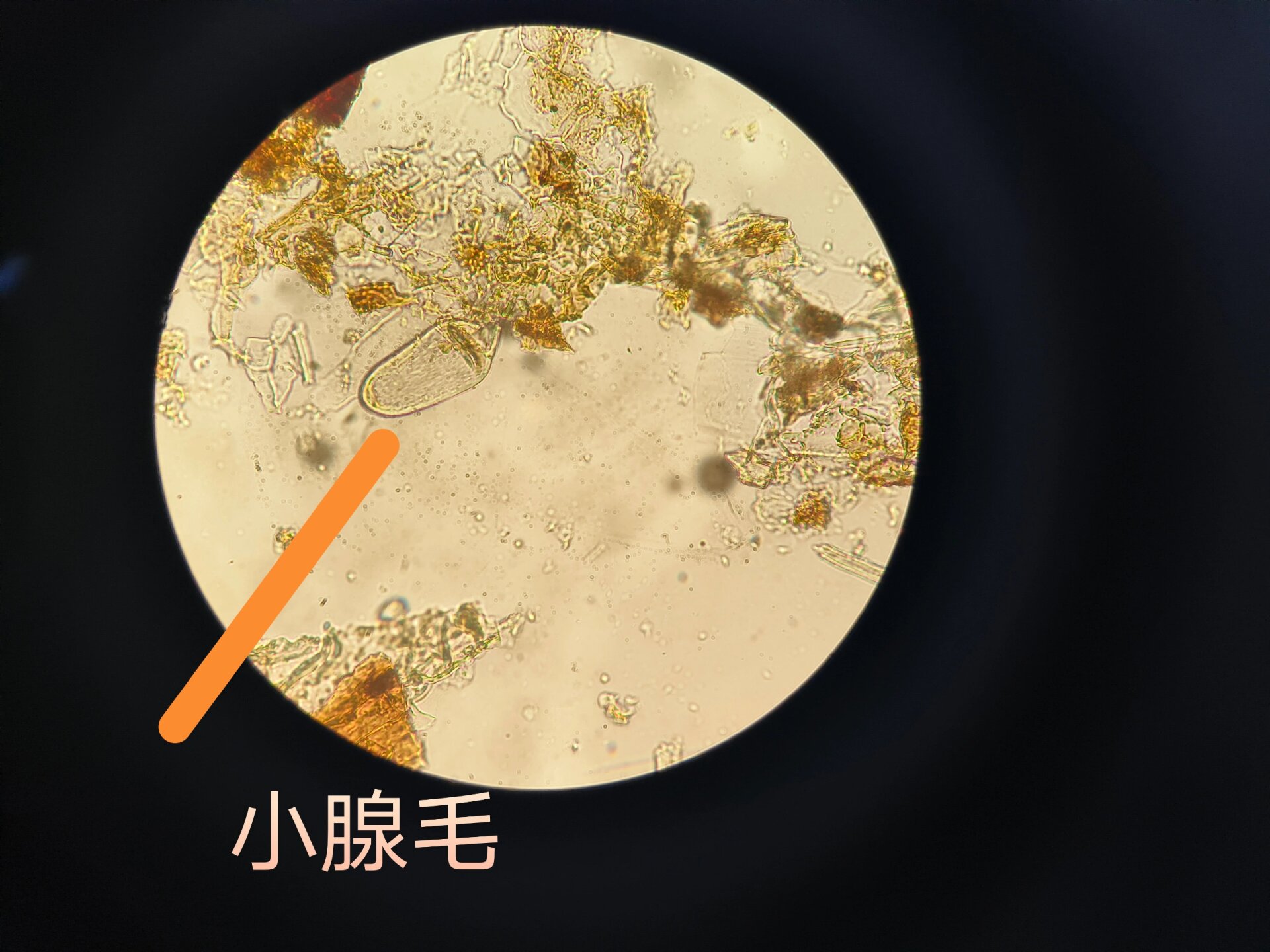 薄荷粉末显微鉴别图