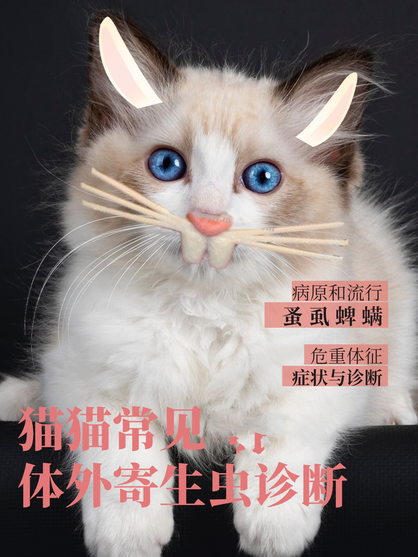 驱虫百科|猫猫常见体外寄生虫诊断 猫犬常见体外寄生虫有跳蚤,虱子和