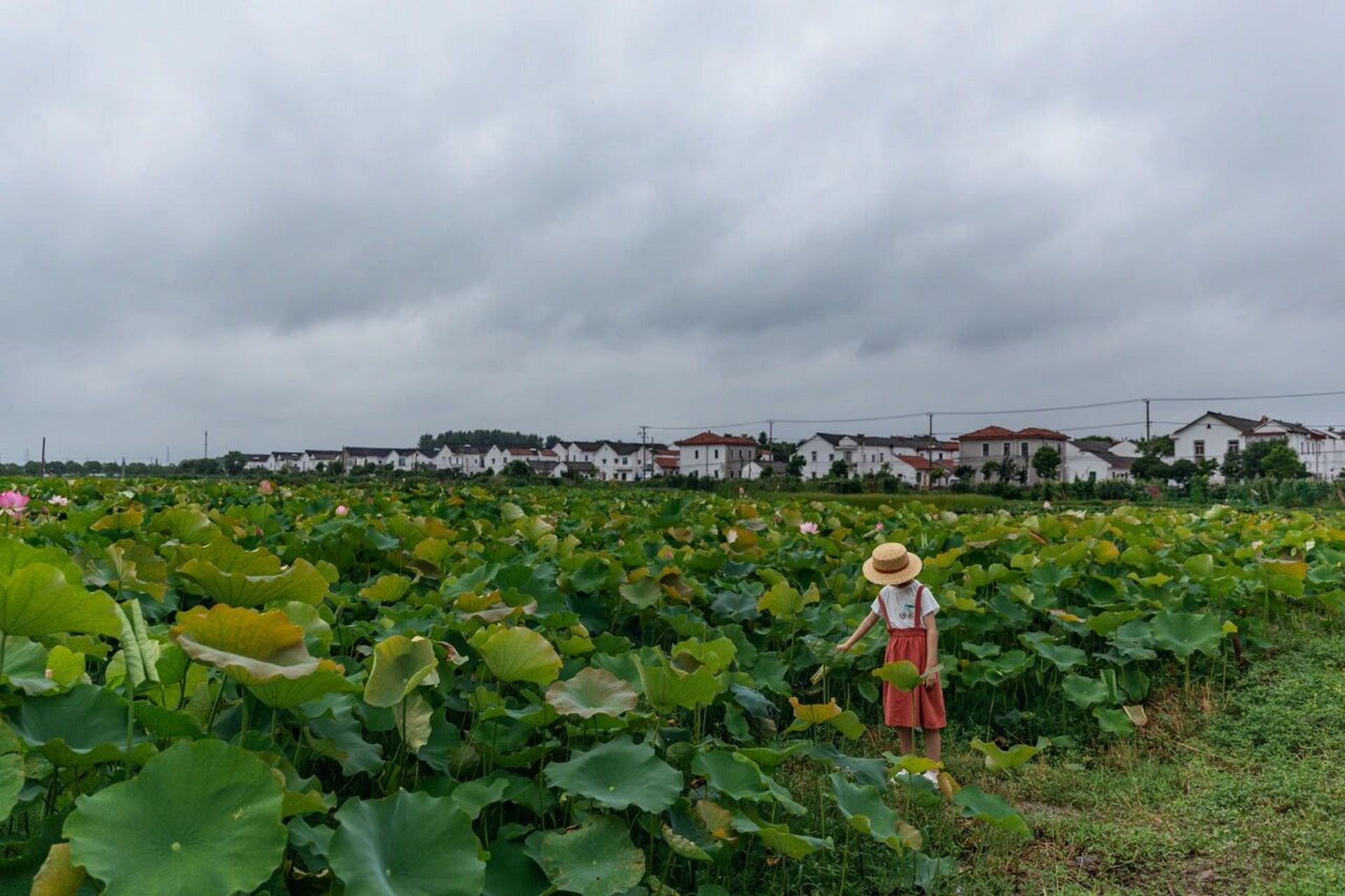 拍摄时间:2021年6月27日 拍摄地点:新浜村荷花园 	 去新浜荷花园拍