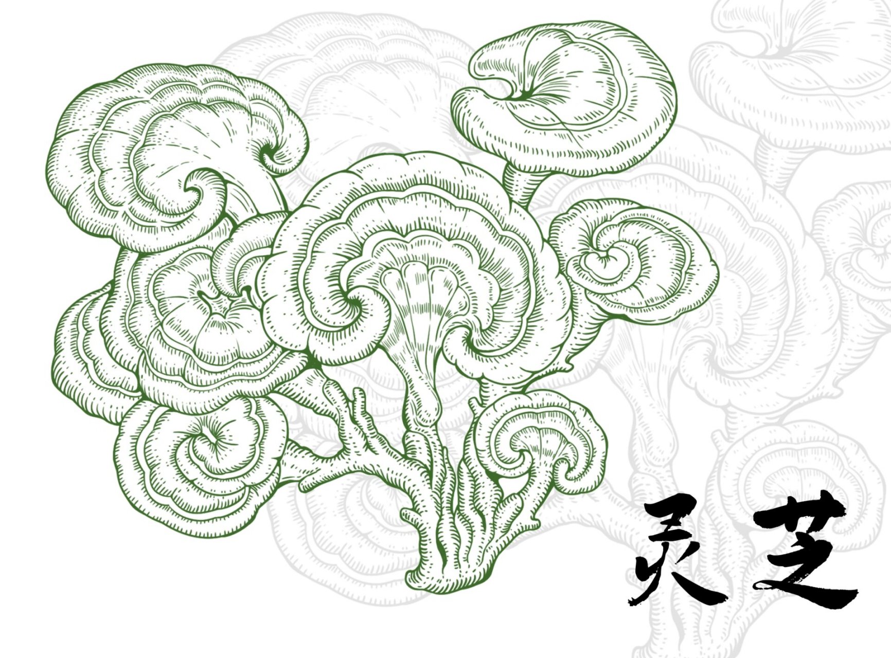 中草药线描插画—灵芝