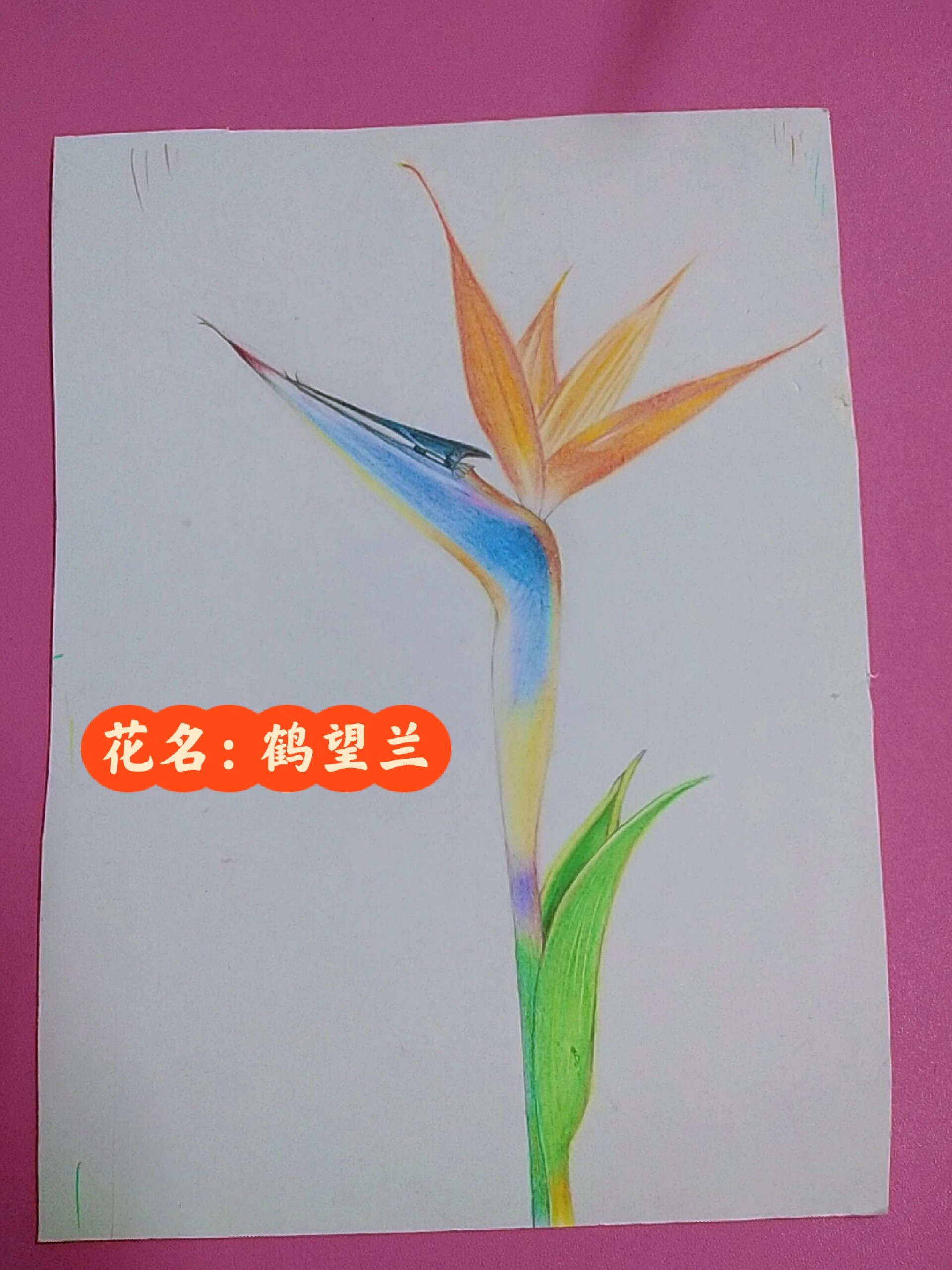 鹤望兰又名天堂鸟~彩铅画9/1