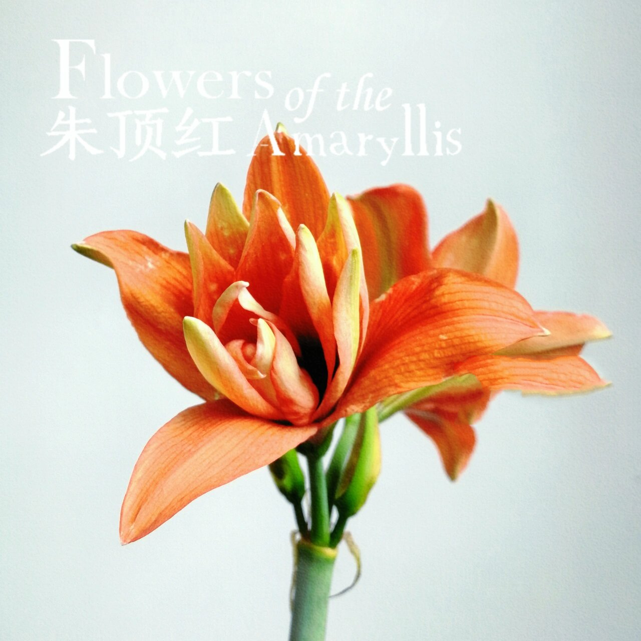 朱顶红-赛利卡 赛利卡一款橘红色的重瓣朱,也叫丁克.