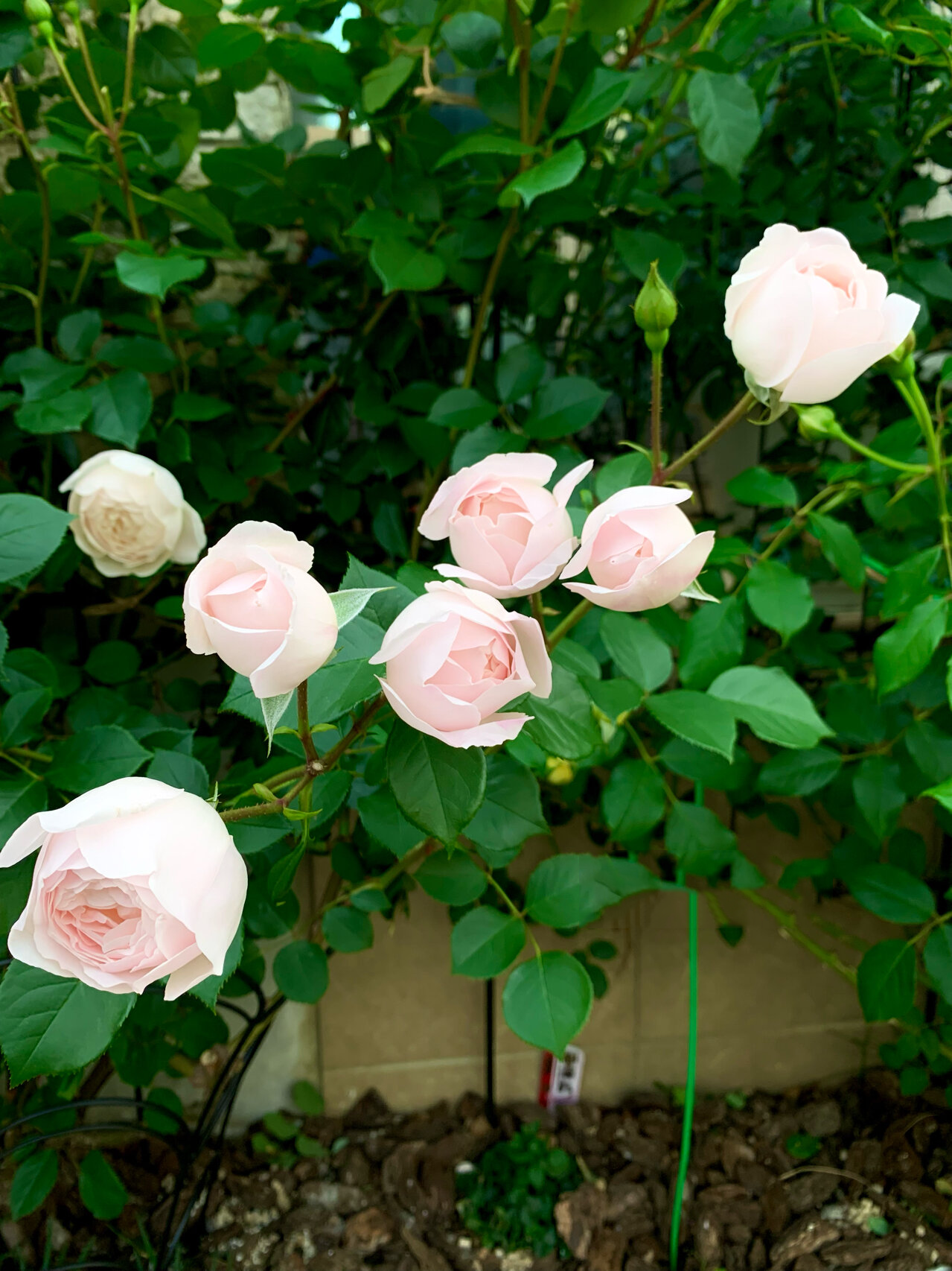 品种介绍之黛丝德蒙娜 黛丝德蒙娜是奥斯汀培育的小型灌木月季.