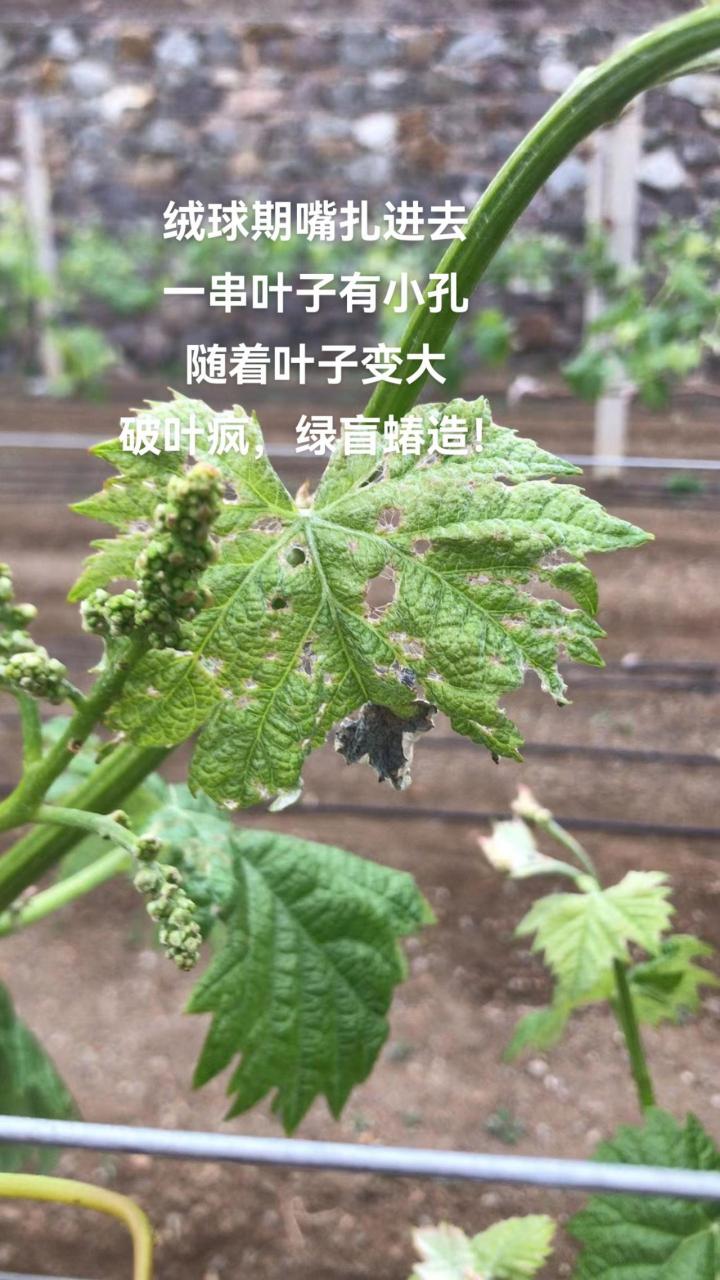 绿盲蝽,小伤口,大危害!