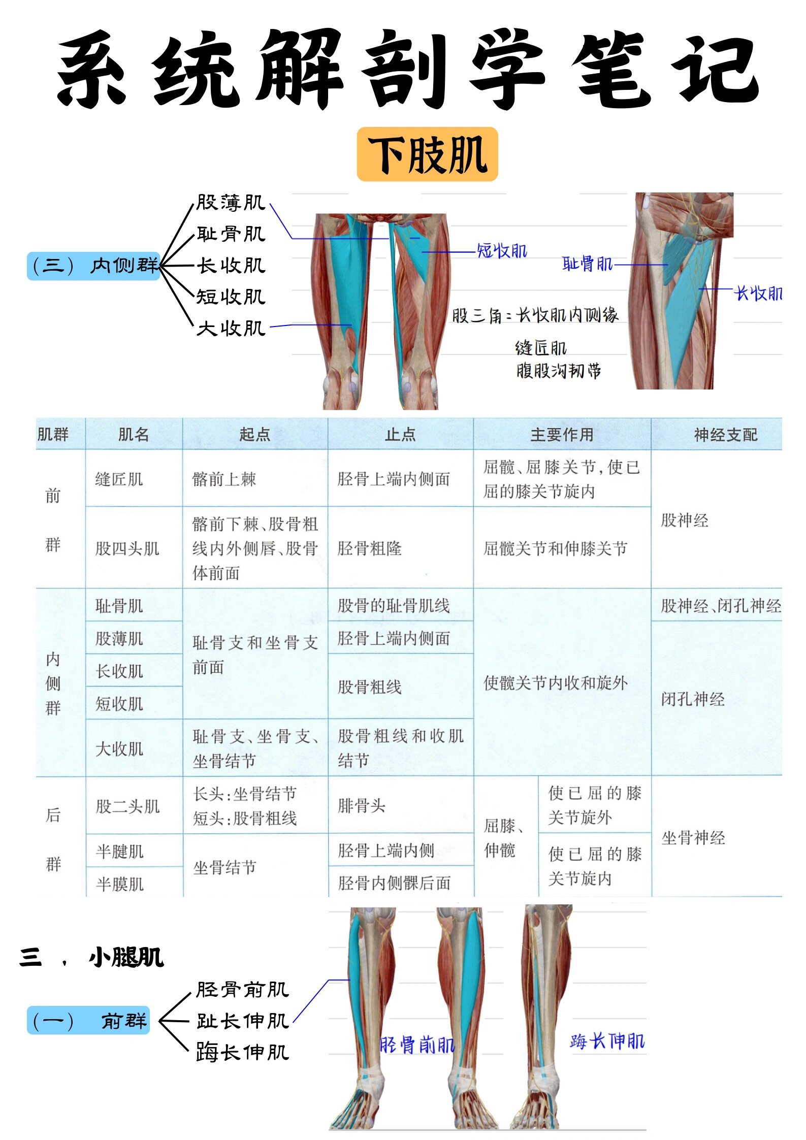 下肢肌肉神经支配图片