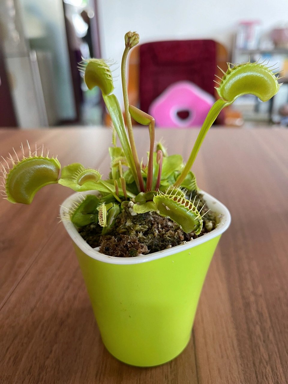 食人花 逛花卉市场,小家伙挑的植物,食人花真的会动,可惜叶子合上后