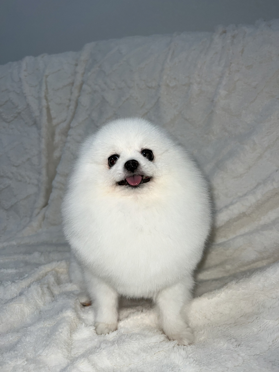 你们的博美都是多少钱买的?