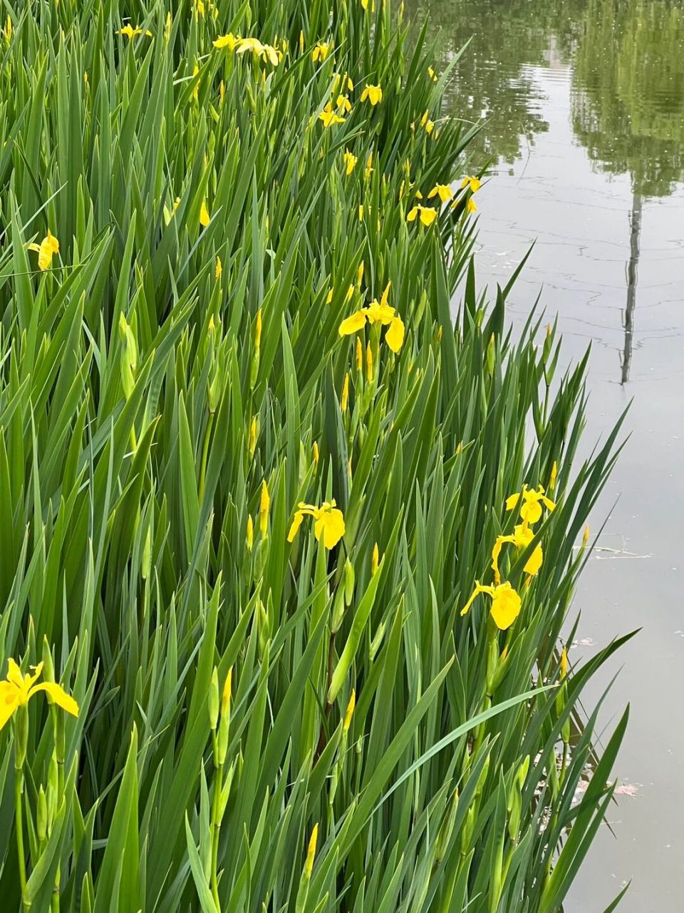 又是一年菖蒲花 咏黄菖蒲(其一) 	 水岸风来翠袖长 临波照影簪鹅黄 几
