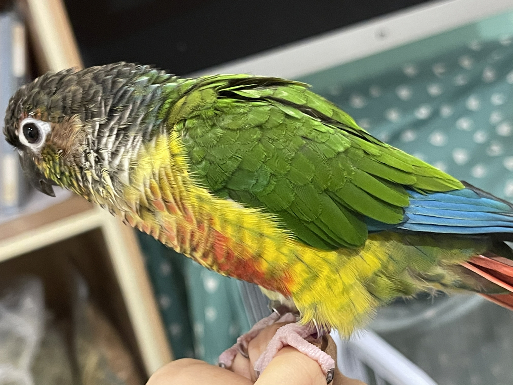 鹦鹉压力纹改善 9月初,发现紫菜有压力纹出现,后面几周到达最严重的