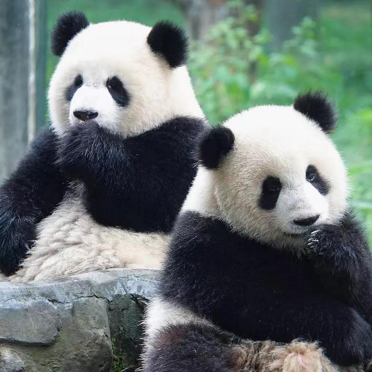 大熊猫二顺的两个儿子,全是妈宝男  二顺出生于2007年8月10日,它的