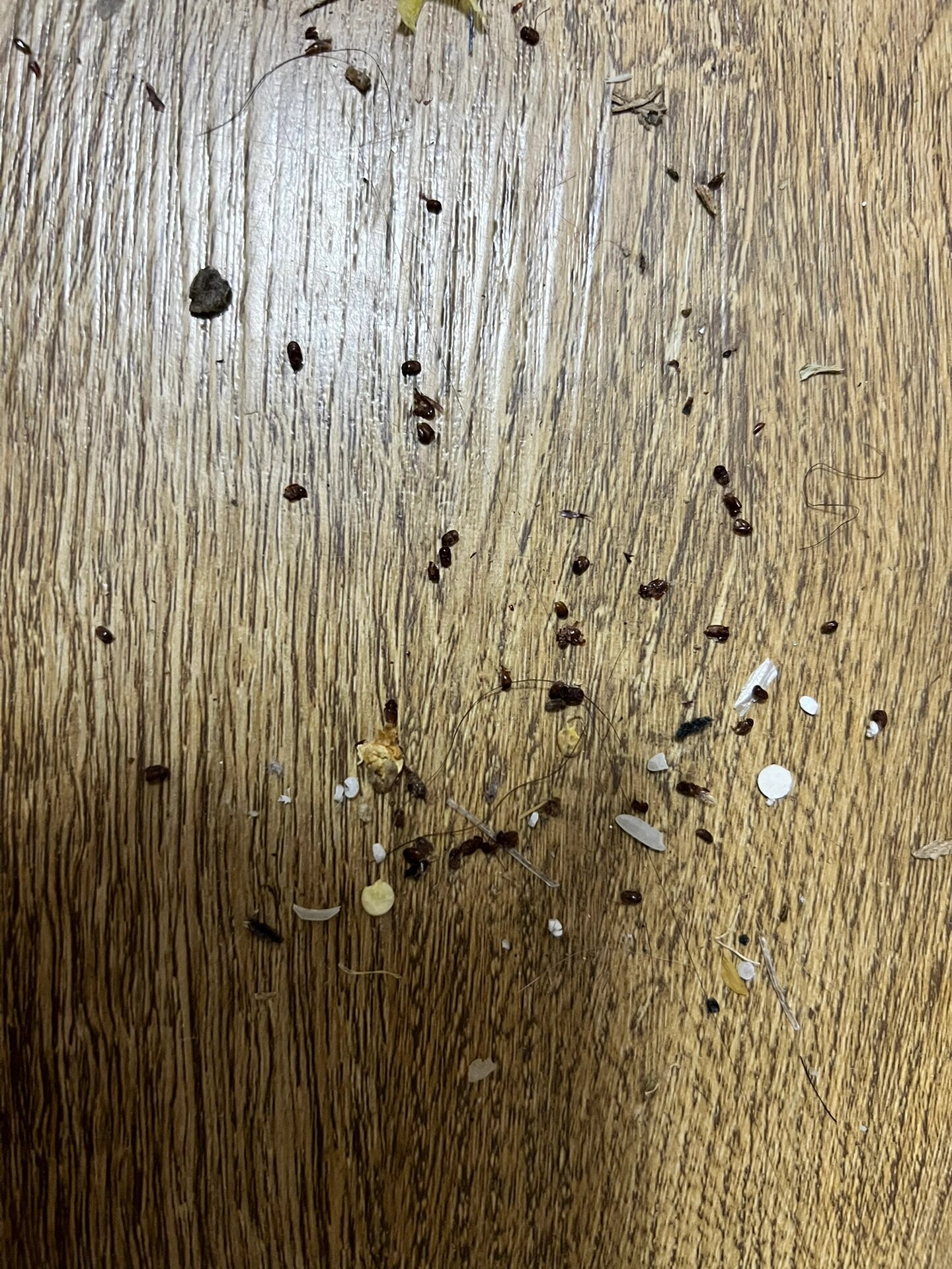 黑皮蠹～烟草甲～黑色硬壳小飞虫