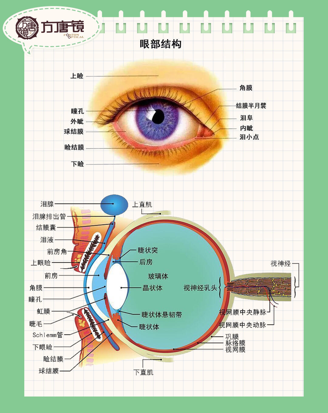 眼球结构图简易图片