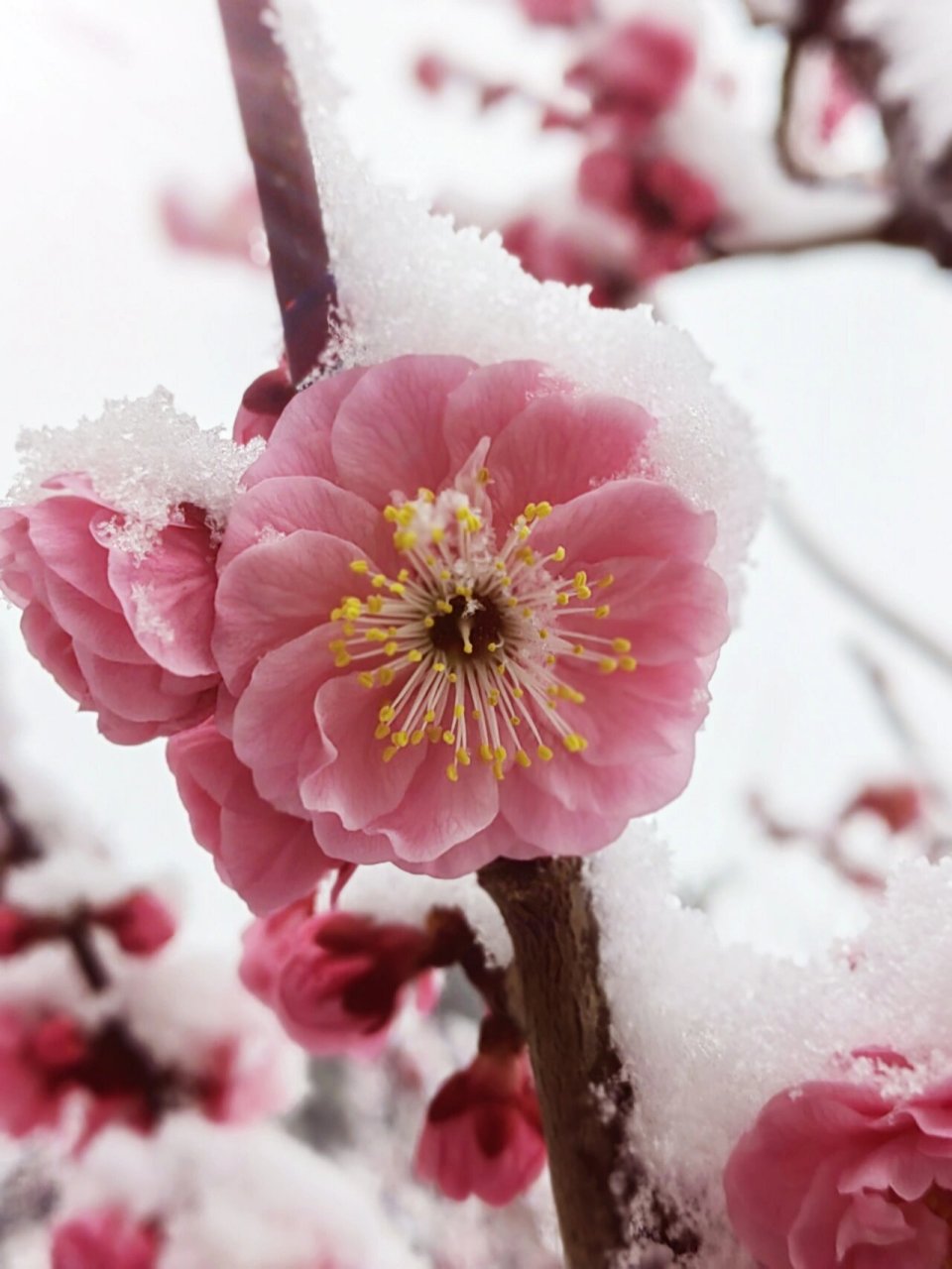 梅花欢喜漫天雪 67一场暴雪成了摄影人的欢歌,扑面而来的雨雪,挡不