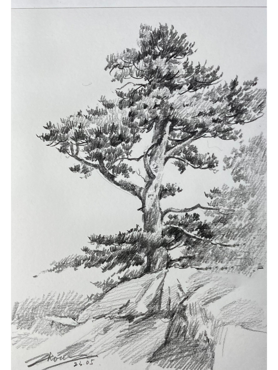 风景素描|简单步骤画一棵松树 2b起形抓外轮廓形 从下至上(从上往下也