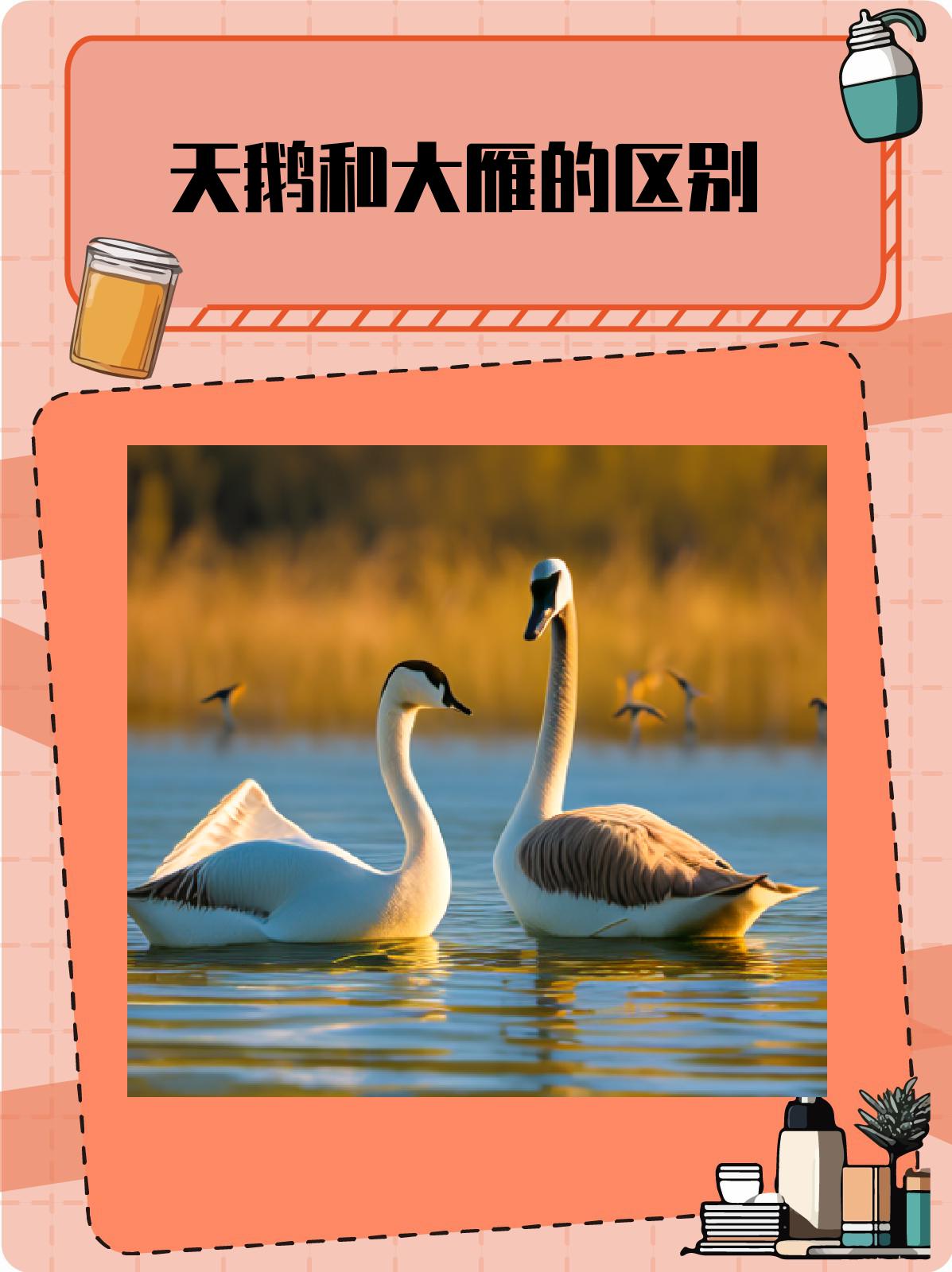 天鹅和大雁的区别