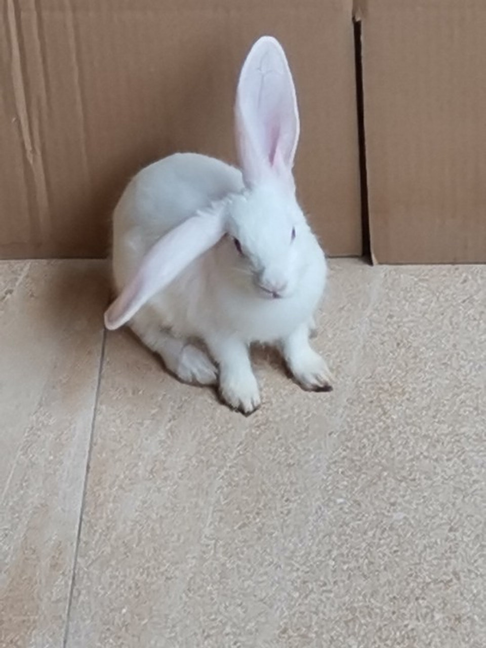 求指点:兔子一只耳朵耷拉下去是什么问题 今天突然发现白兔子右边的