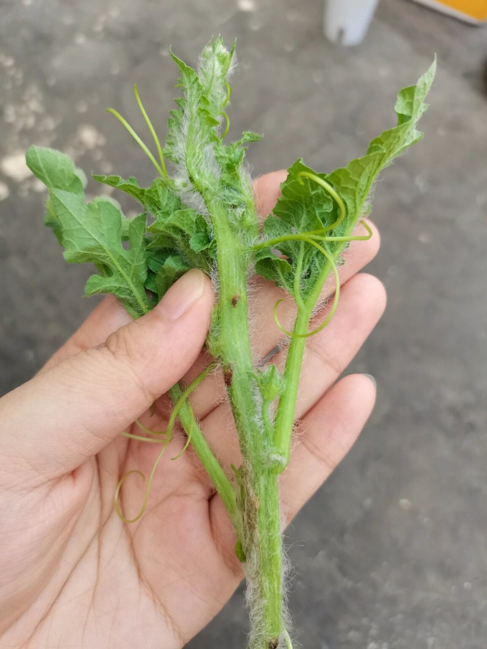 西瓜蔓枯病,菌核病."因材施浇"姐妹们 ?