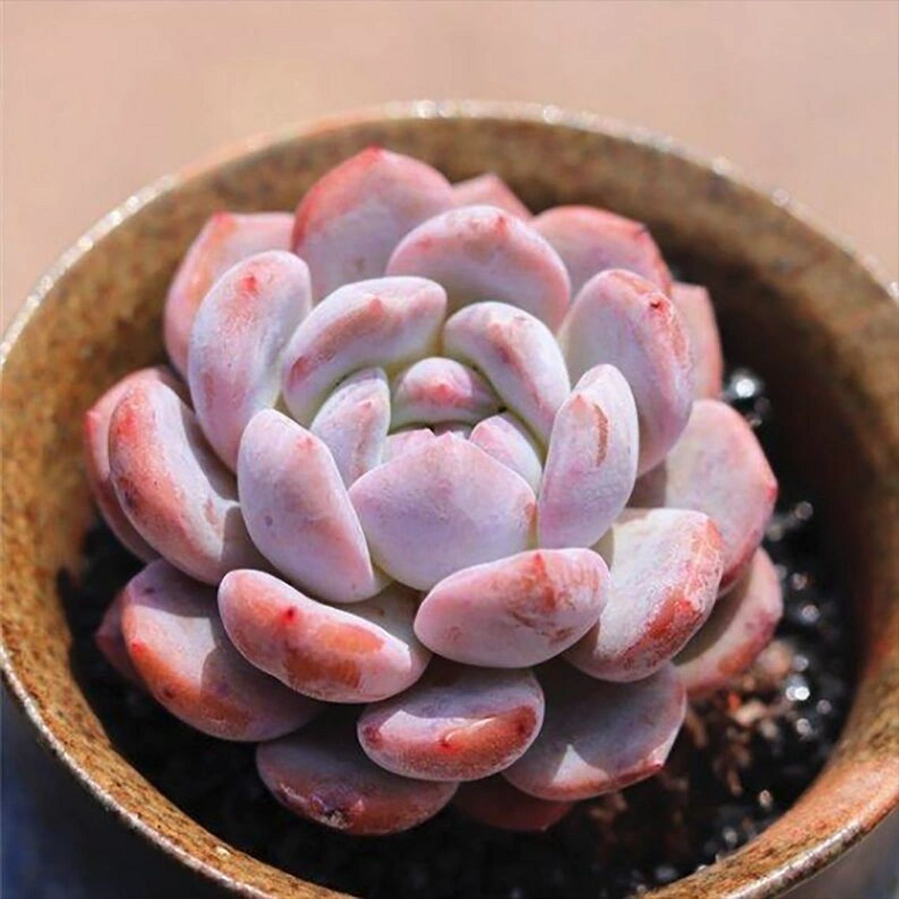 十大最漂亮的多肉植物(一)橙梦露 梦露 echeveria monroe 景天科拟石