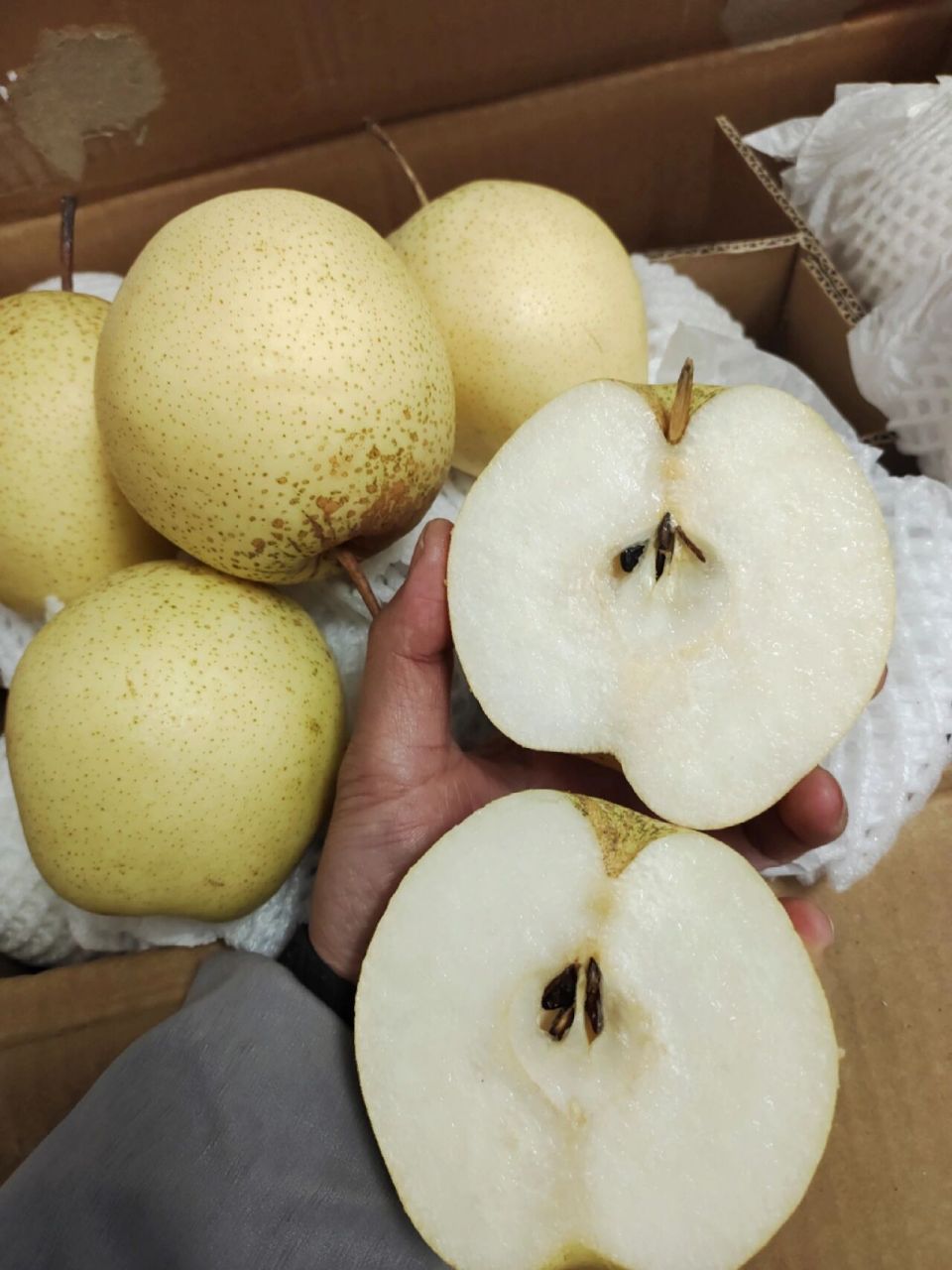 赵县雪花梨润肺神梨  赵县雪花梨全部精品果,沙土地梨,口感好,石家庄