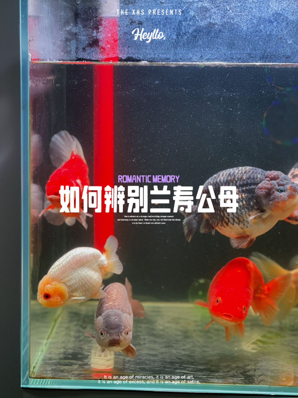 如何辨别兰寿公母?公95好还是母95好?