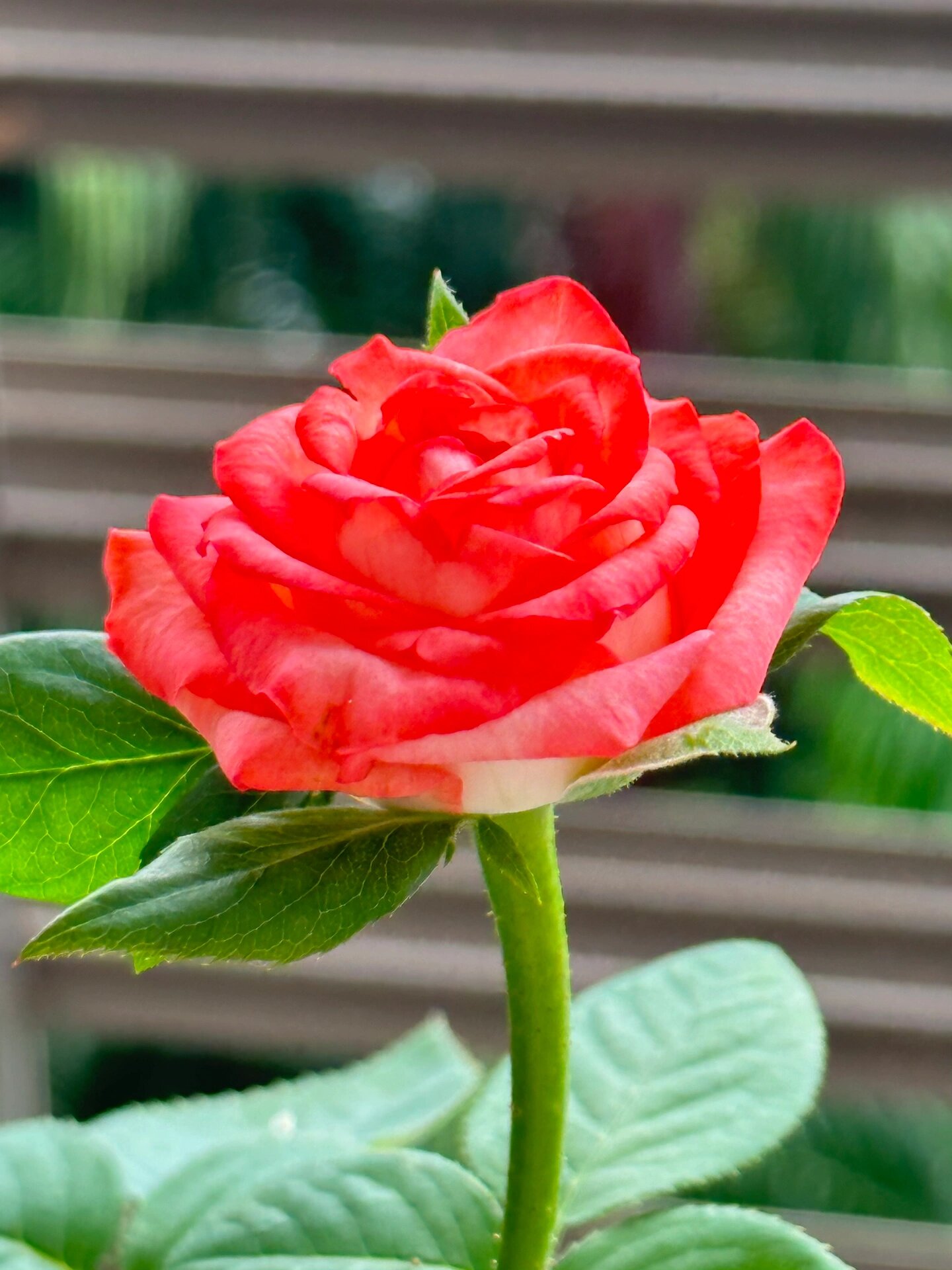 切花胭脂扣月季 夏天一直都在黑芽,终于看到它的真容.