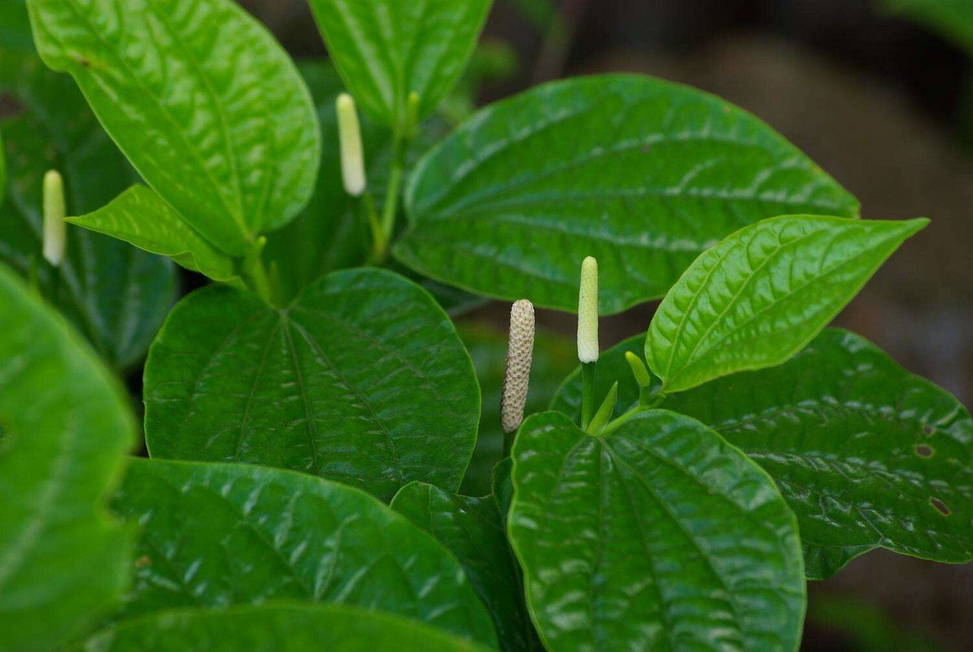 祛风湿海风藤-每日懂一味中药材 海风藤 海风藤祛风湿,胡椒科植物藤的