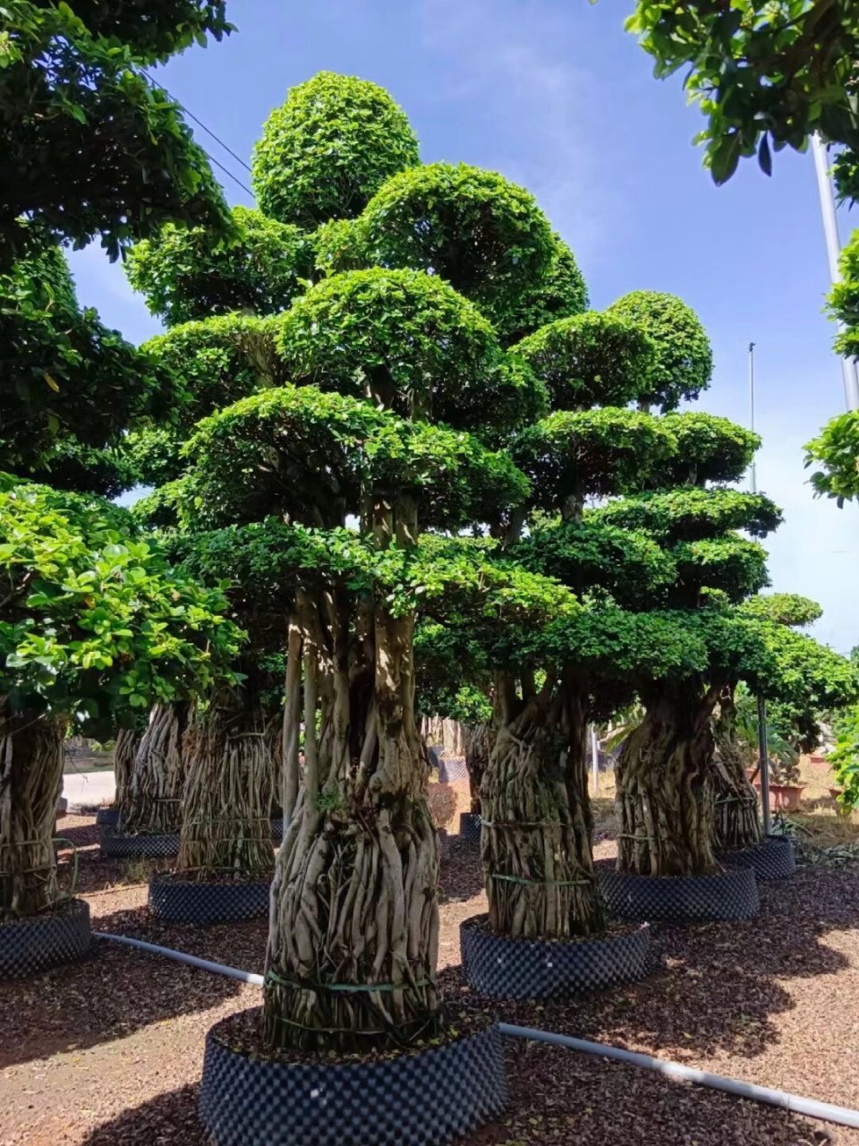造型小叶榕(金钱榕),基地现货