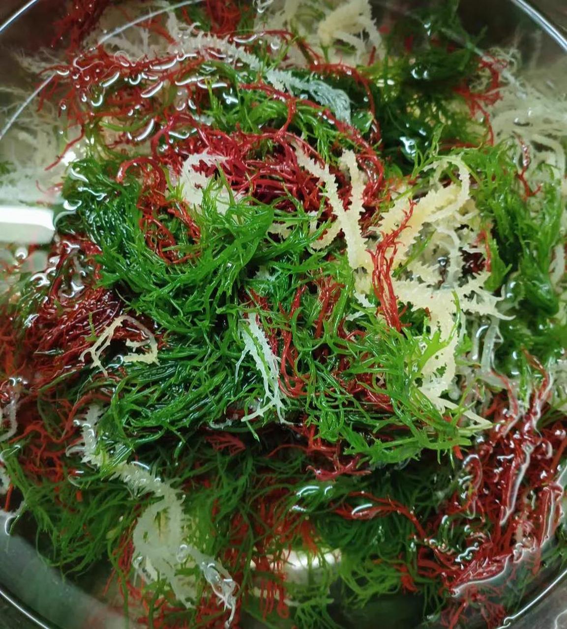 这算海鲜吗?是海里的海草吗?居然还有绿色,红色的石花菜,第一次见.