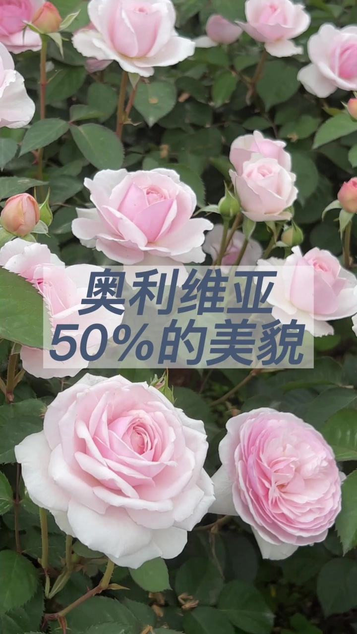 奥利维亚真美真好真香 我的花园里最早开花的月季奥利维亚,地栽表现如