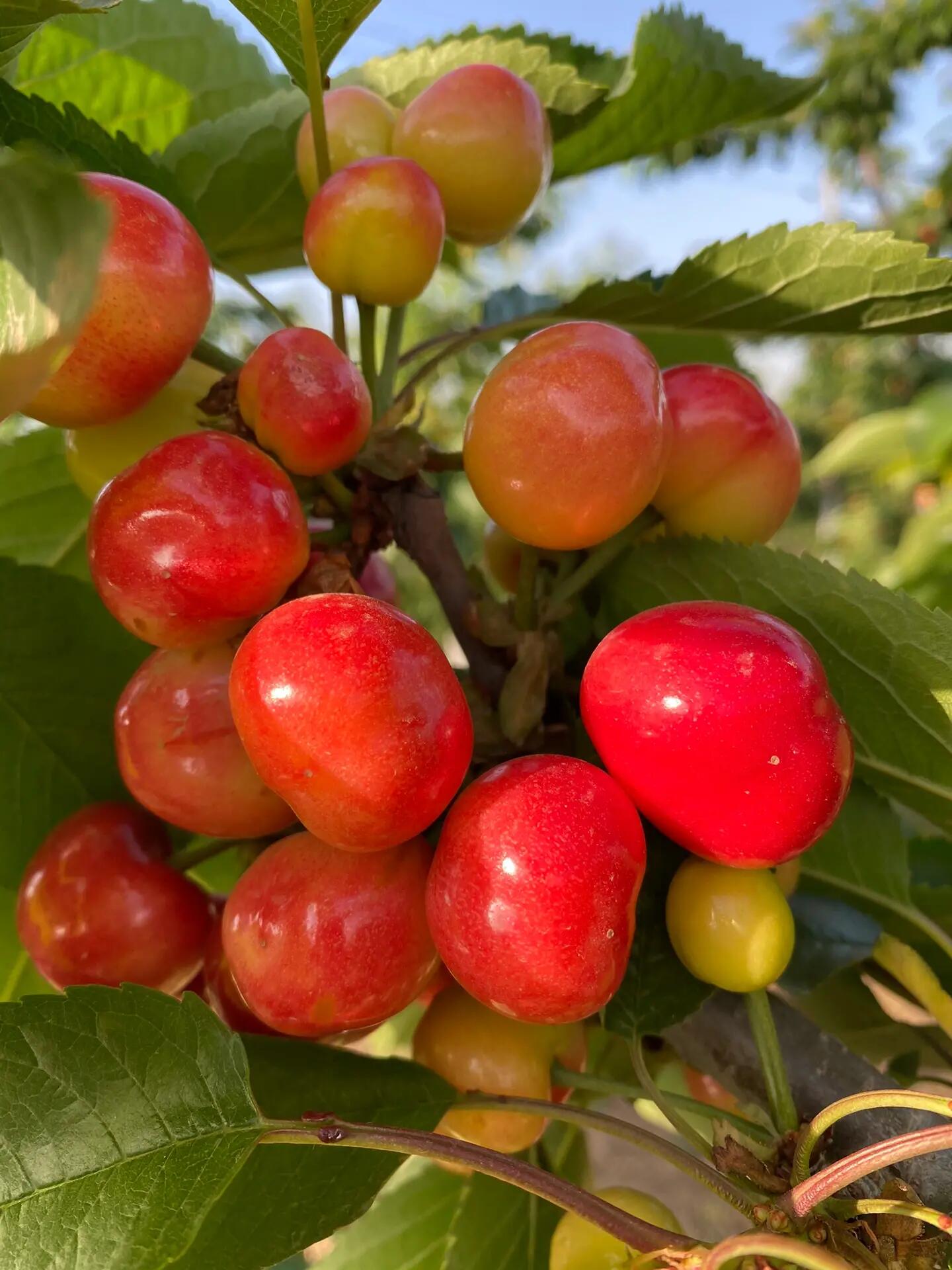 美红大樱桃,早熟第一果!