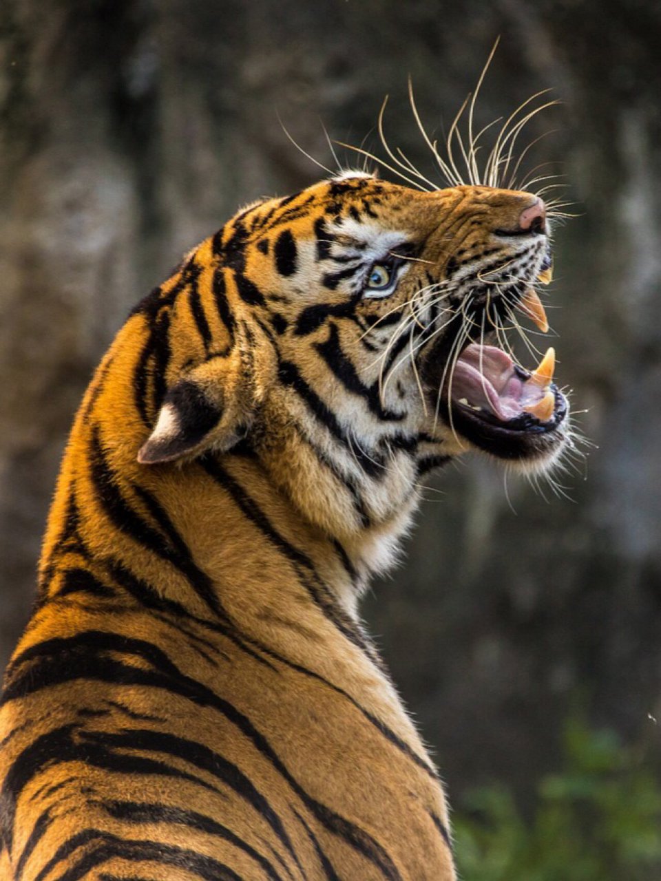 每天陪孩子一起瞧动物👀(day4) 虎(学名:panthera tigris) 大型猫科