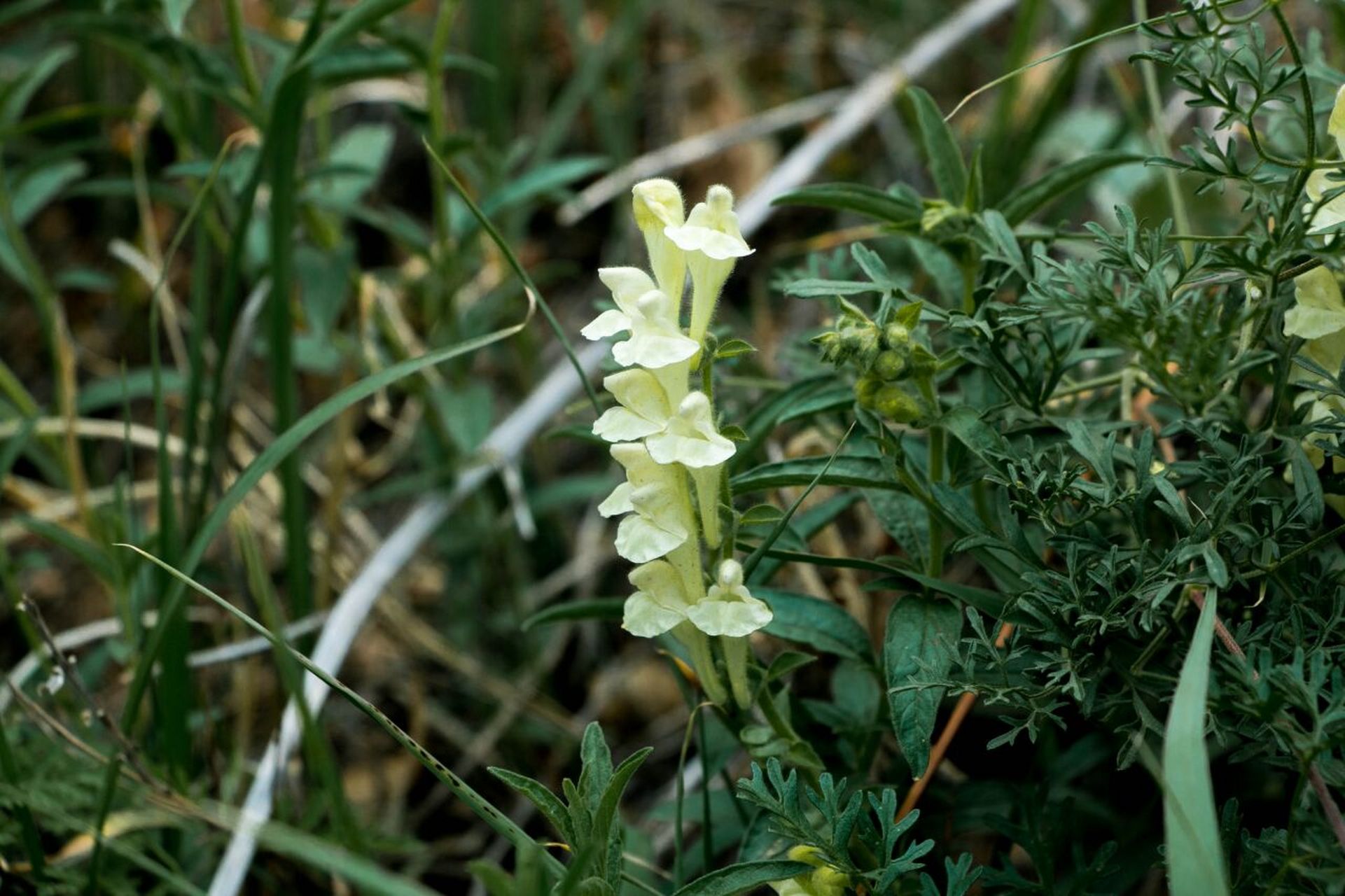 内蒙植物——并头黄芩 并头黄芩(学名:scutellaria scordifolia fisch