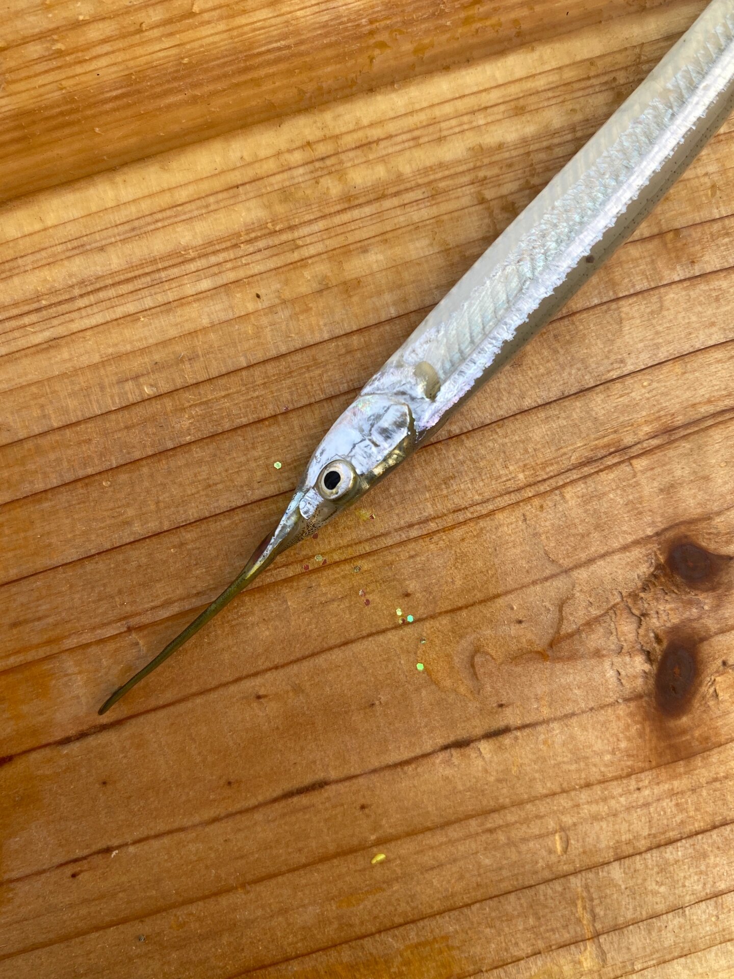 蓝鳍金枪鱼00(淡水迷你版) 此鱼种对水质要求较高,出现此鱼代表巨物