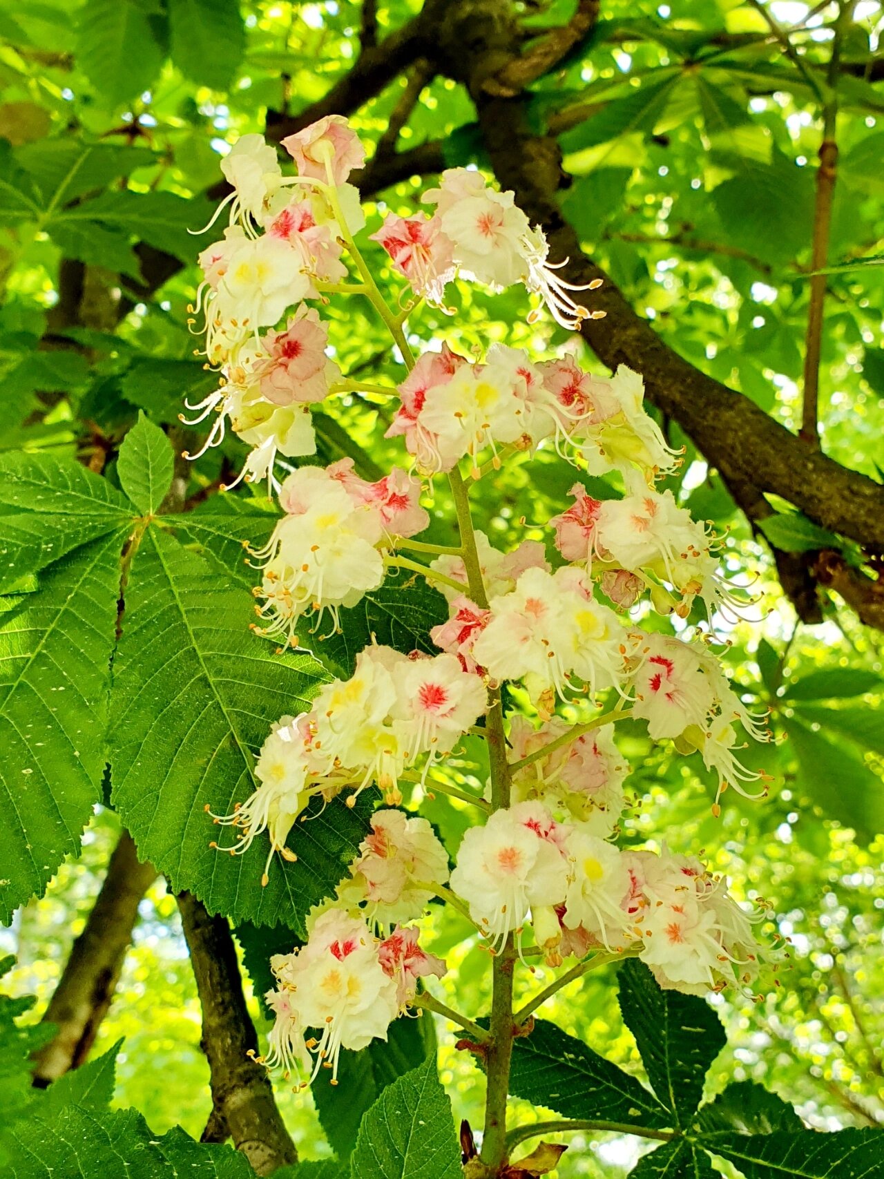 花型独特--七叶树